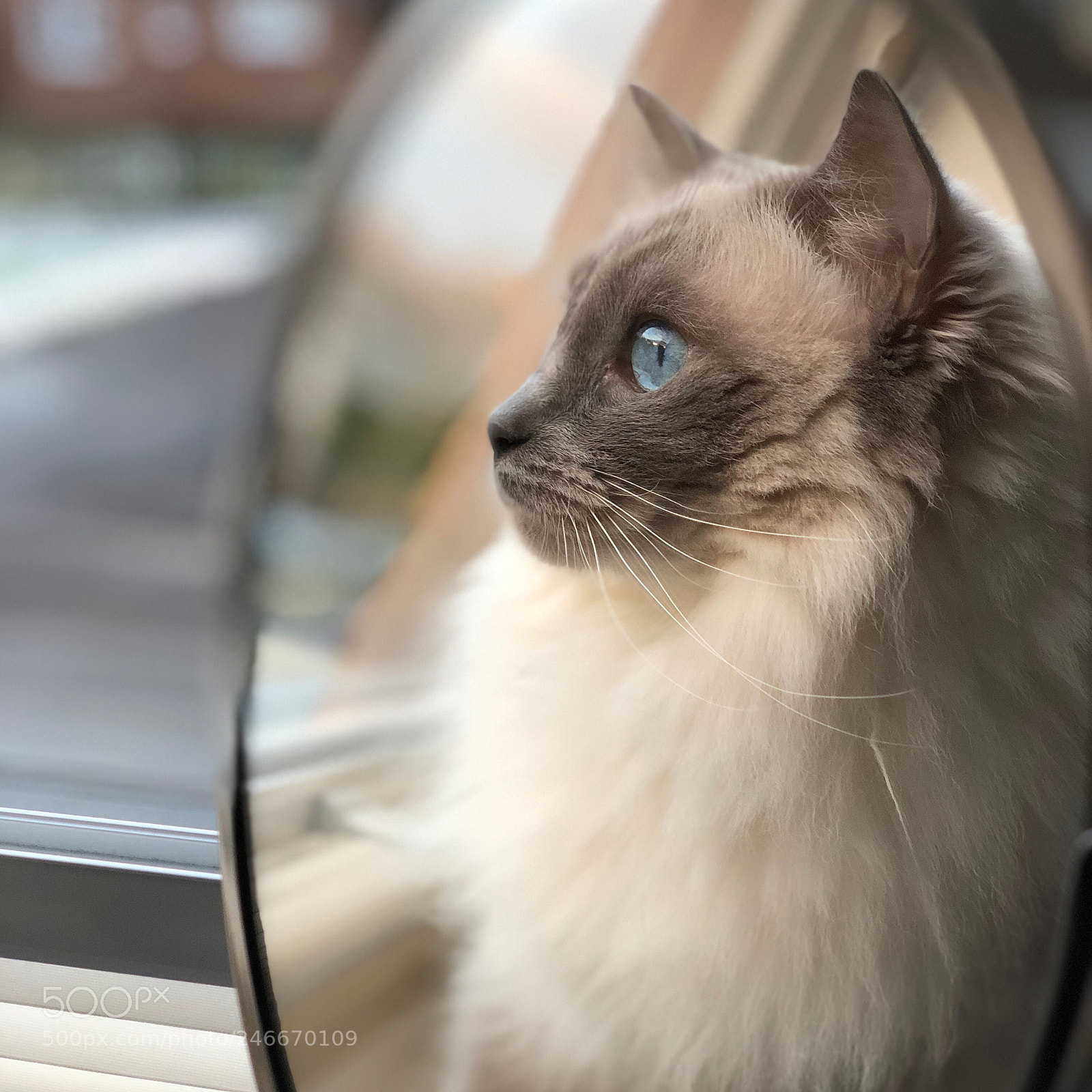 Apple iPhone X sample photo. Just... my cat:) photography