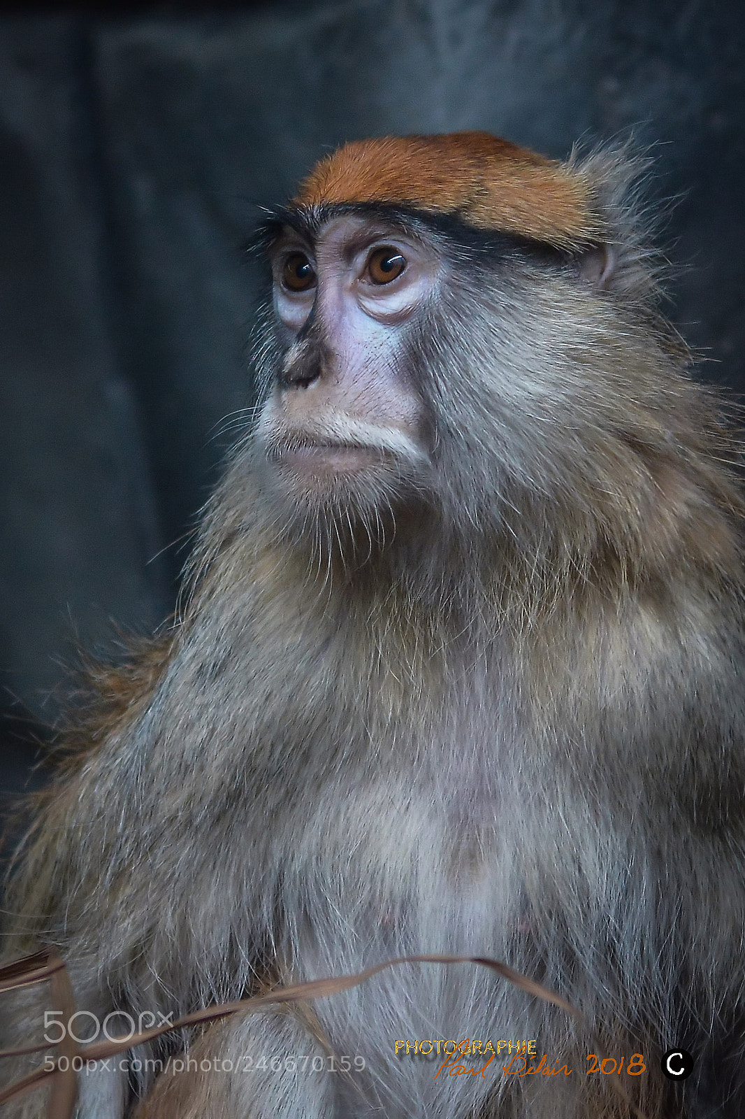 Nikon D7100 sample photo. Visite au zoo de photography