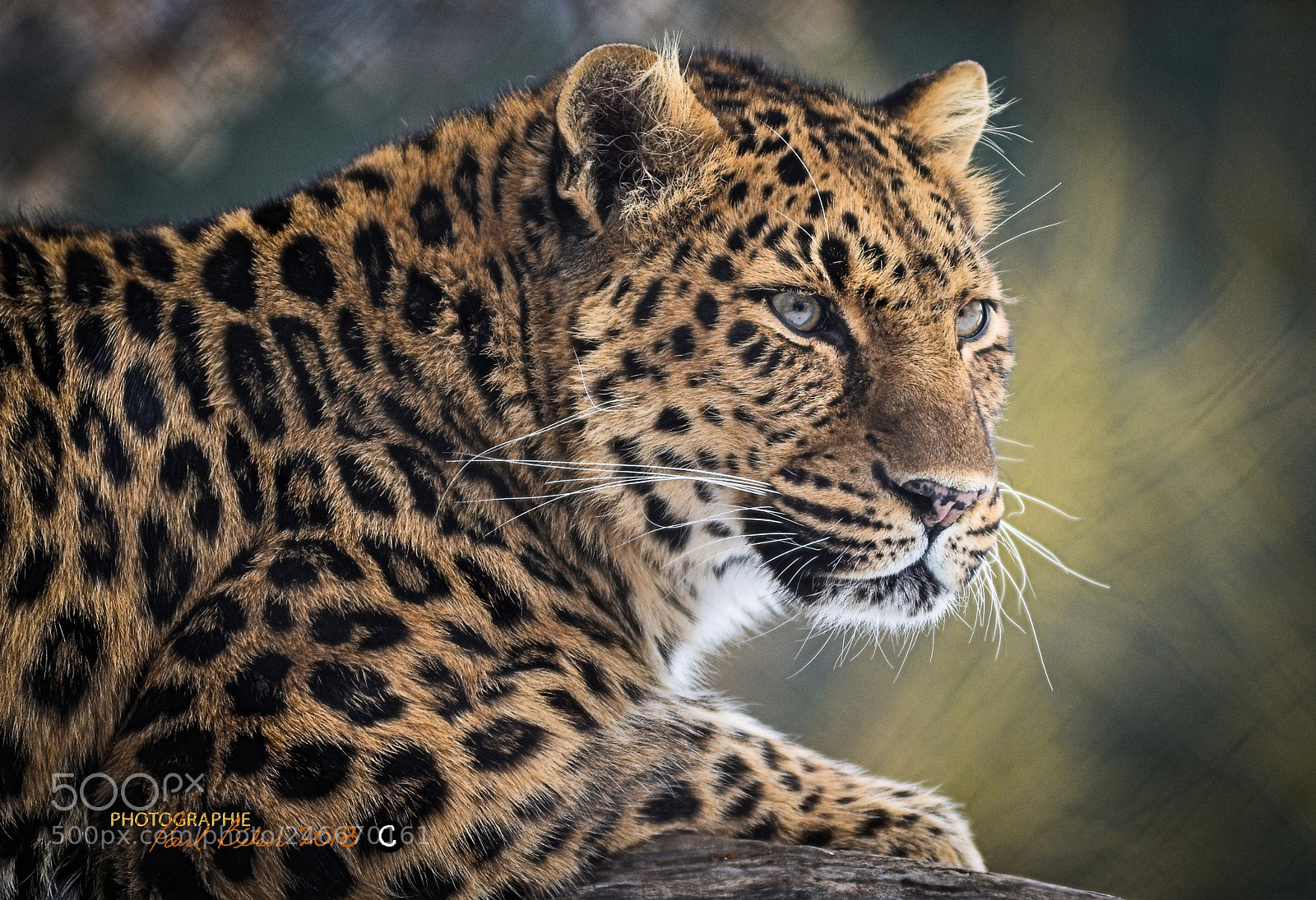 Nikon D7100 sample photo. Visite au zoo de photography