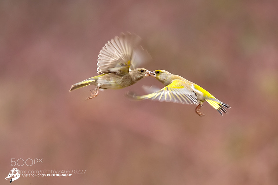 Canon EOS-1D X sample photo. Flying kiss photography