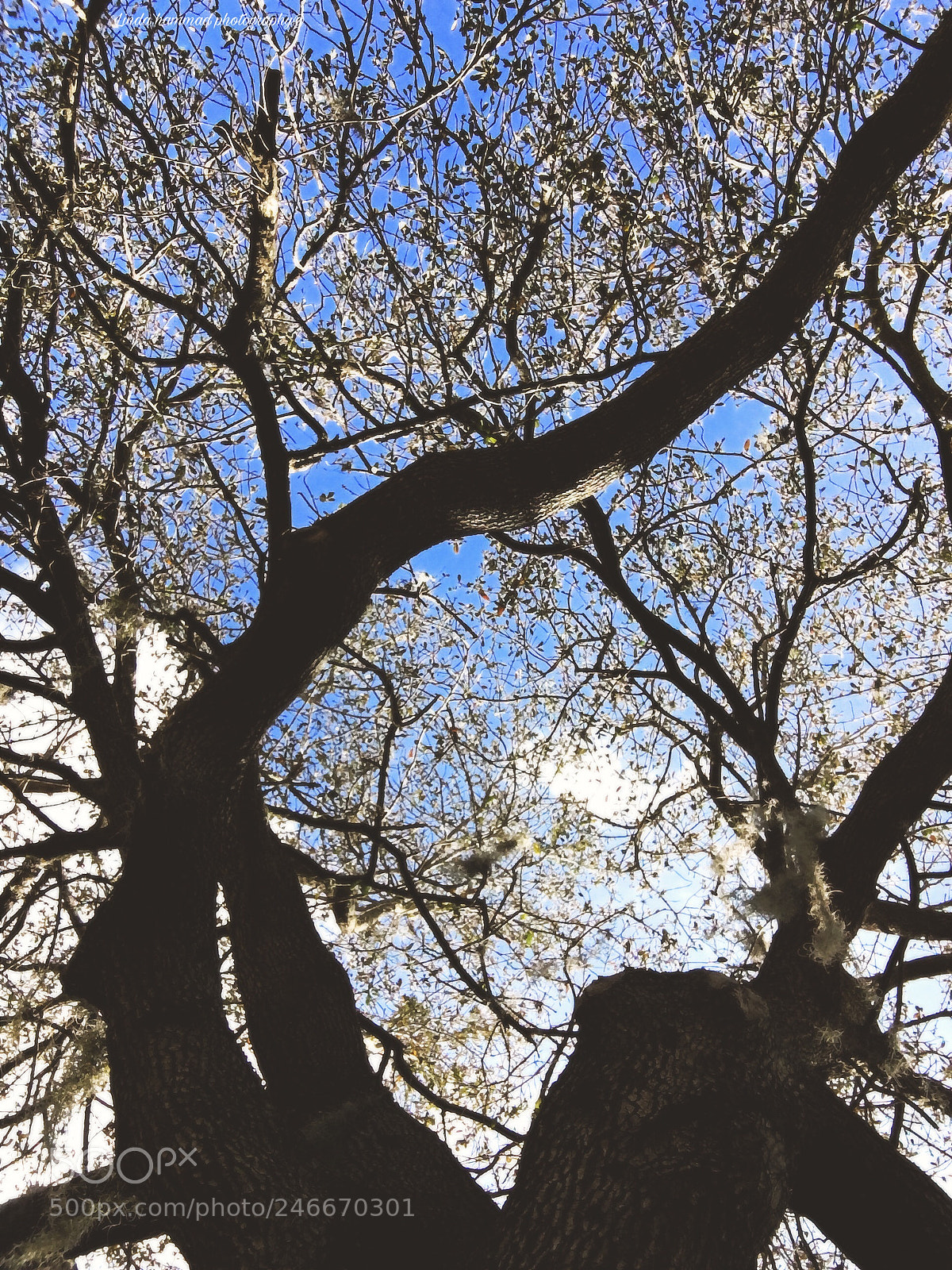 Apple iPhone 6s sample photo. Untitled photography