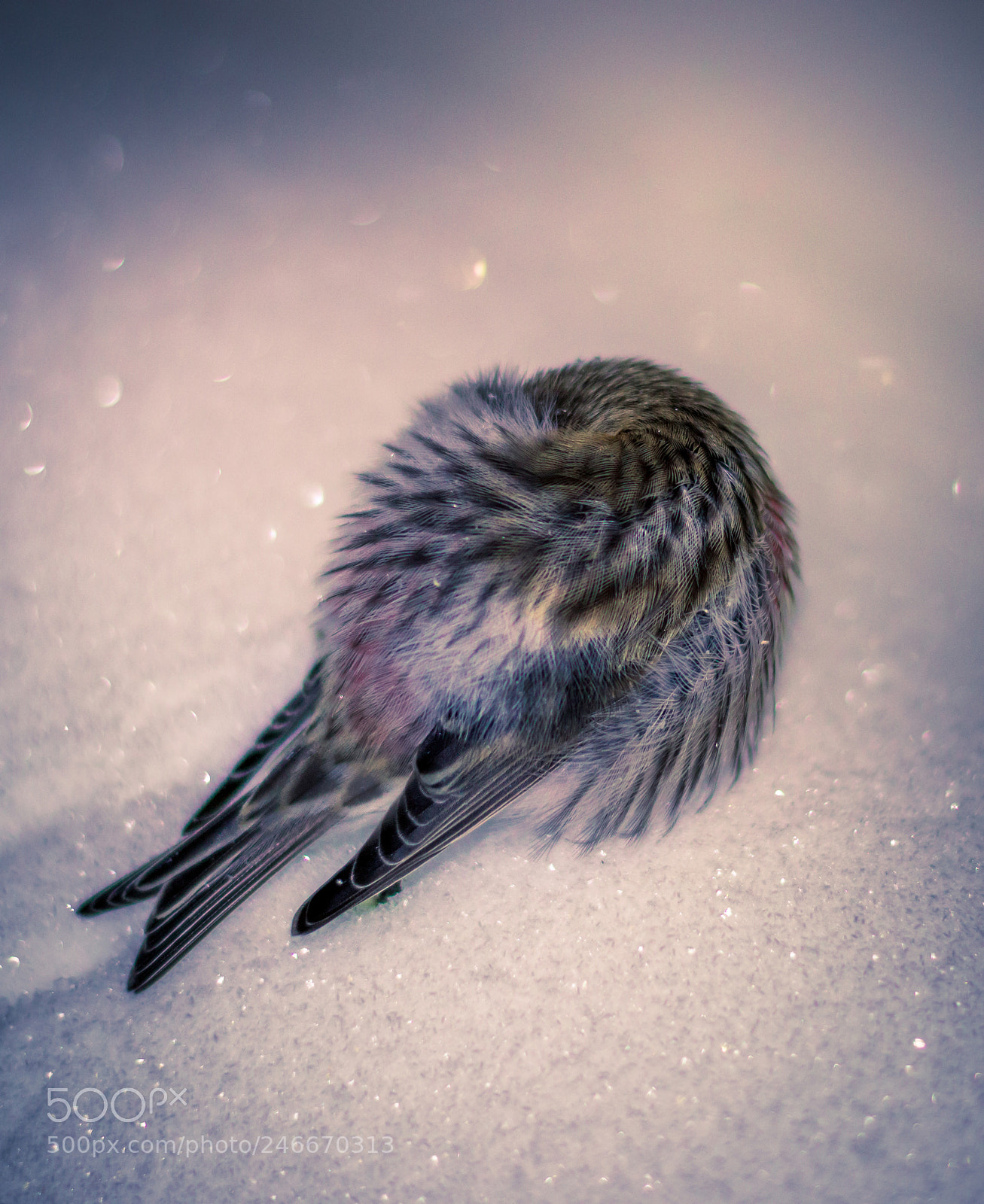 Nikon D3200 sample photo. An angel has fallen photography