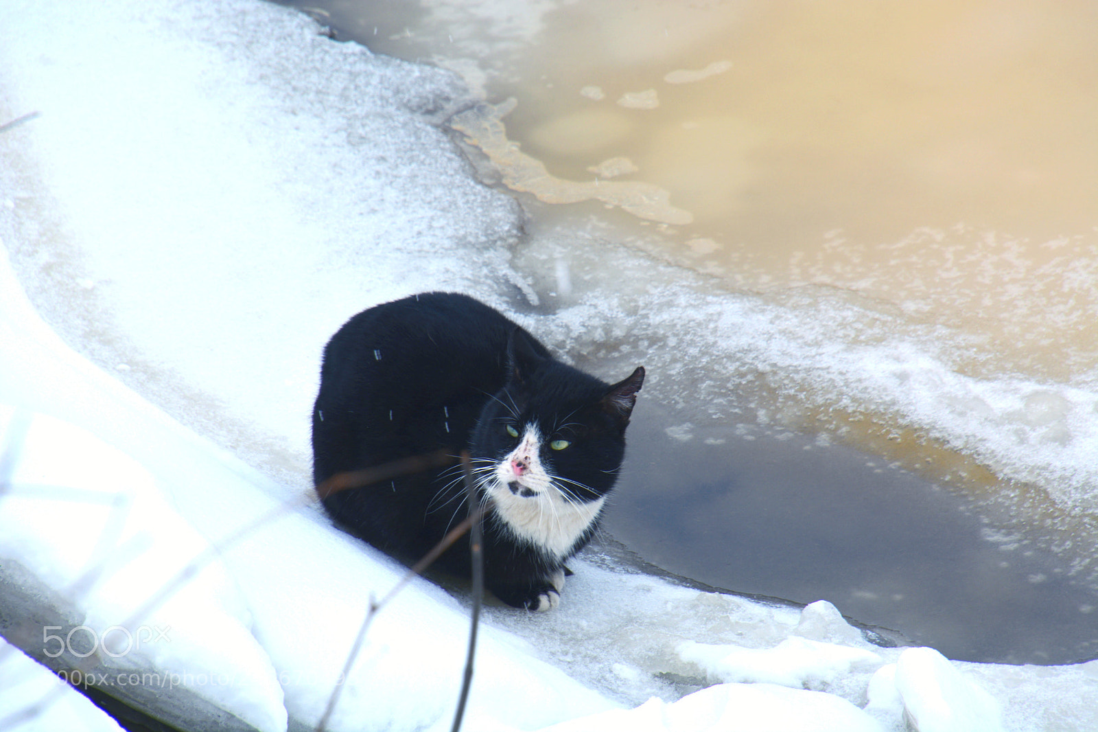 Nikon D5200 sample photo. Will or will not photography