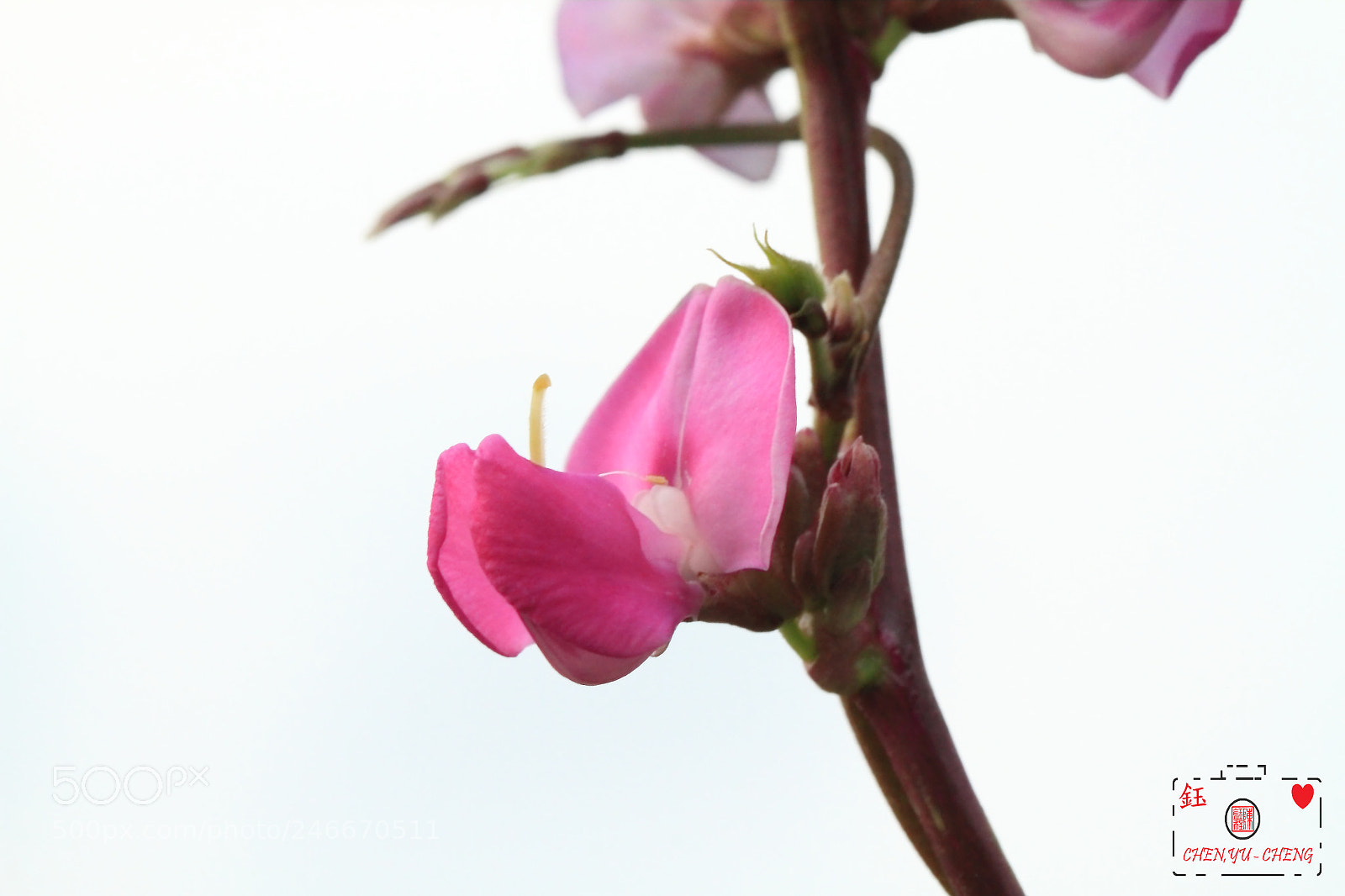 Canon EOS 7D sample photo. 豆 photography
