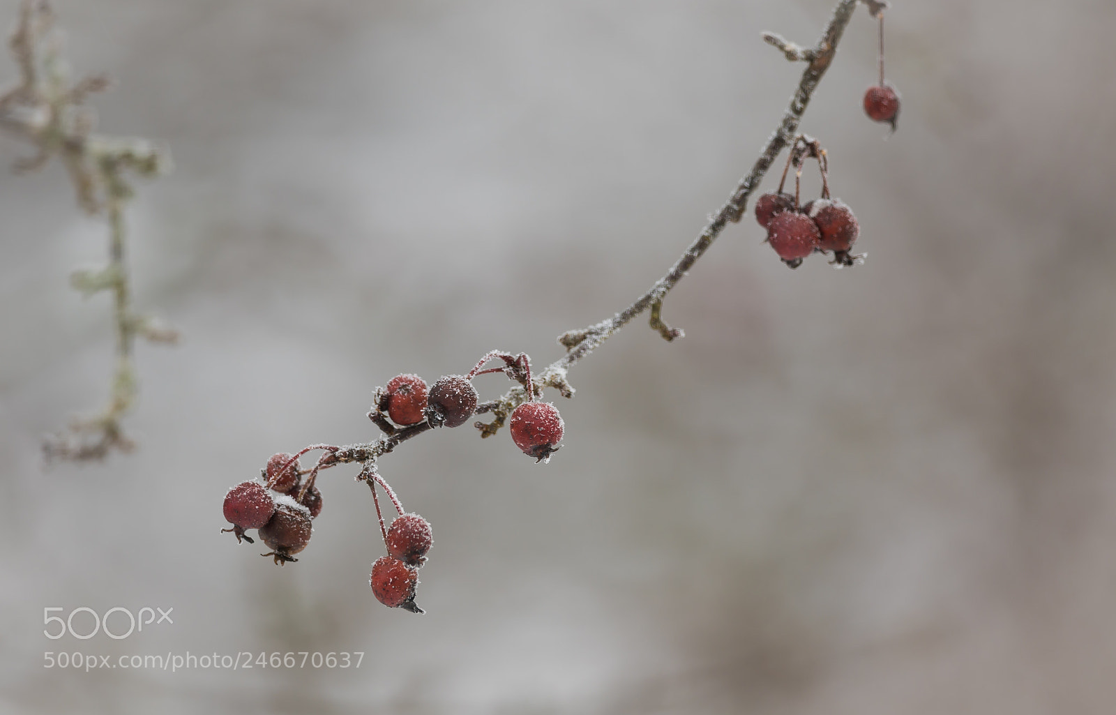 Canon EOS 7D Mark II sample photo. Malus prunifolia photography