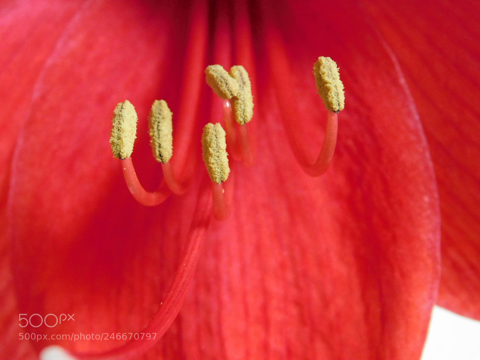 Nikon Coolpix B500 sample photo. Amaryllis flower center photography