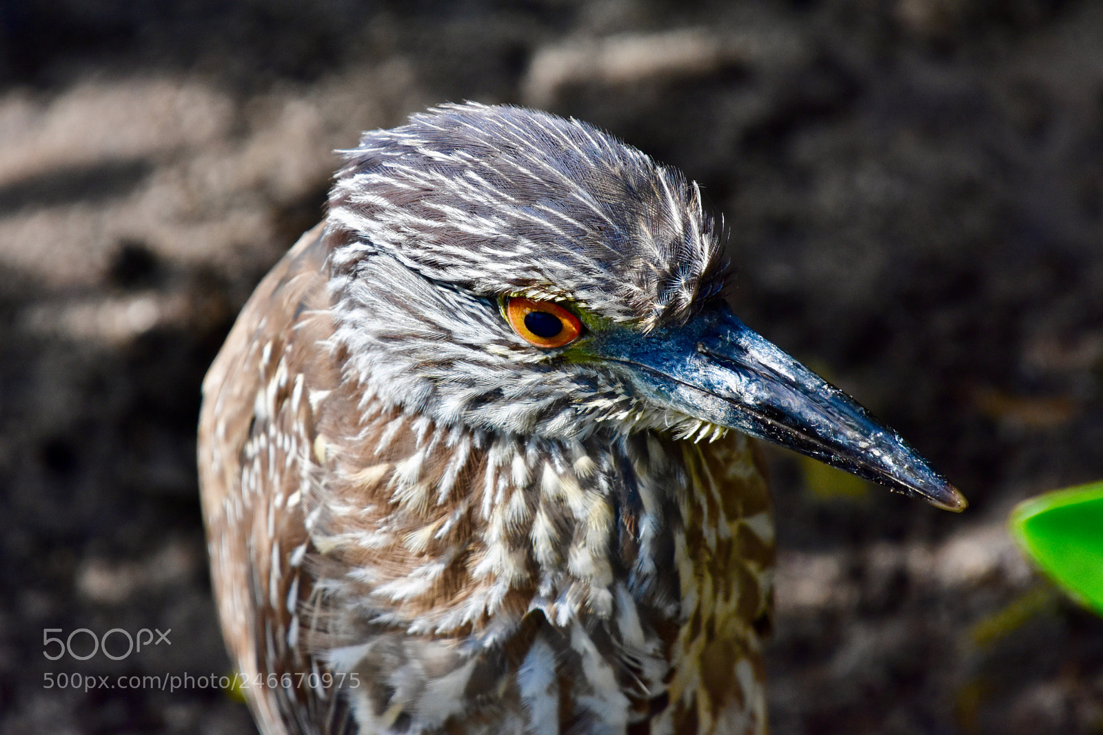 Nikon D7200 sample photo. Ready for my close photography