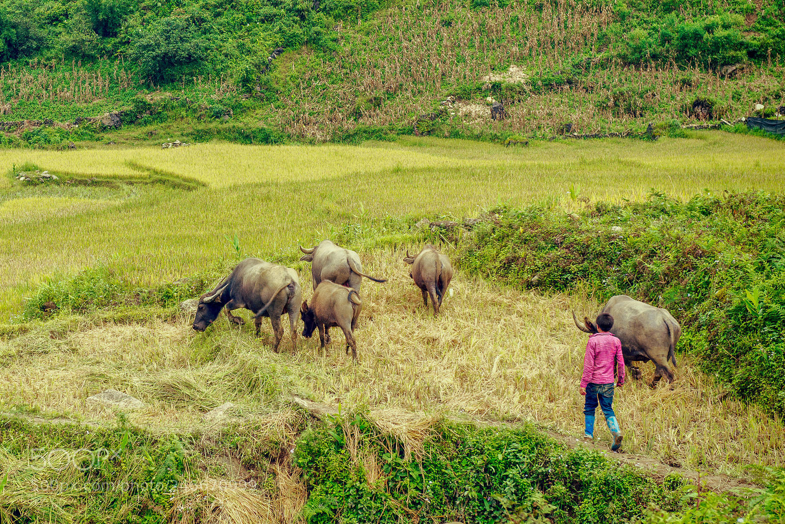 Nikon D600 sample photo. Young farmer photography