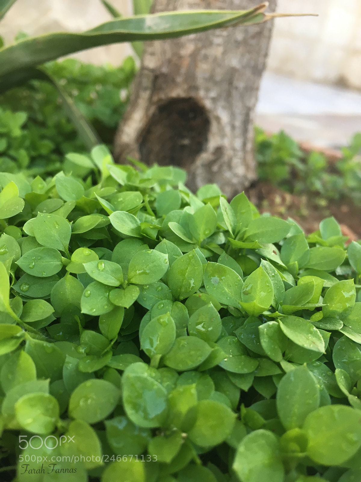Apple iPhone 6s sample photo. Grass photography