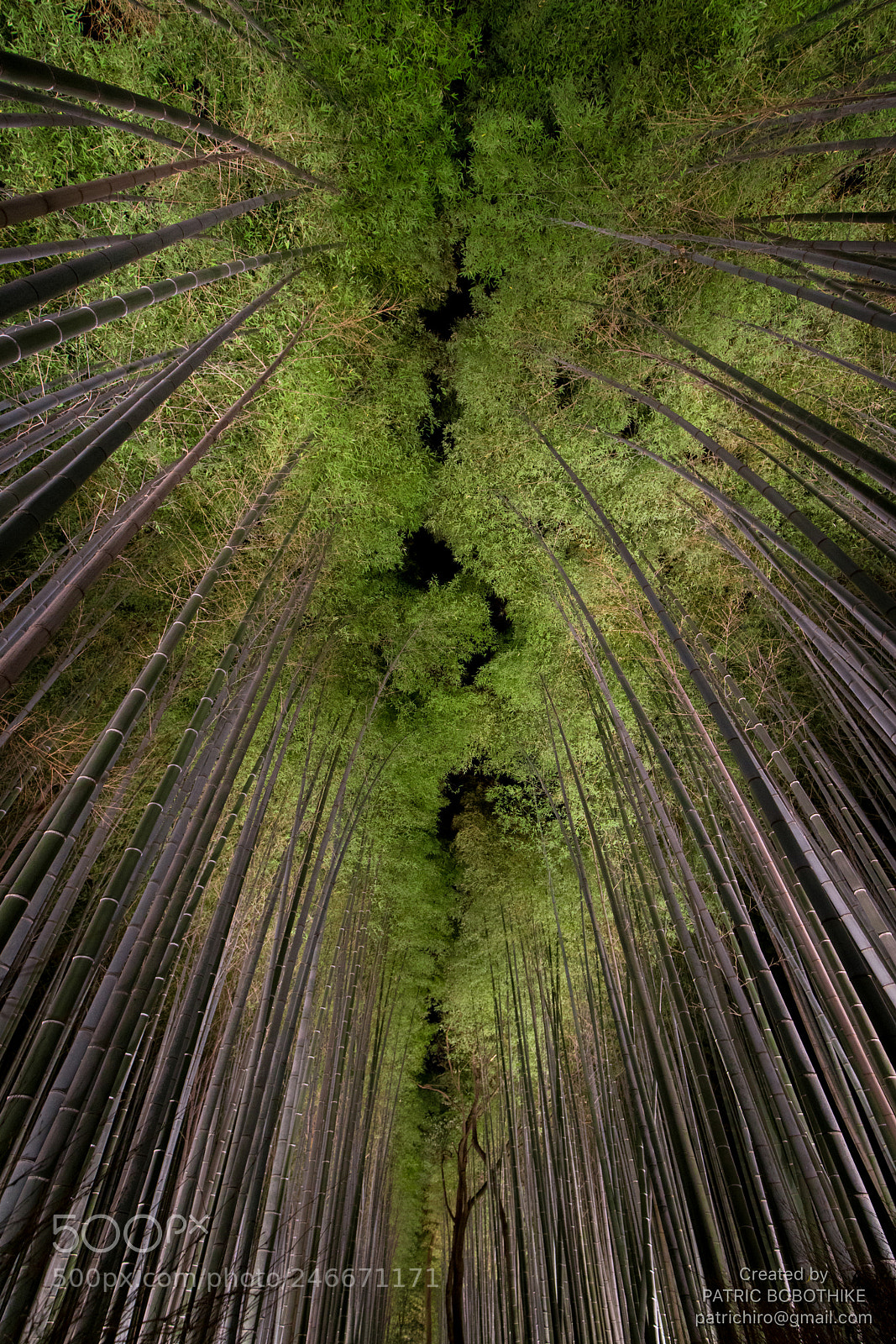 Sony a7R II sample photo. Arashiyama bamboo forest, kyoto photography