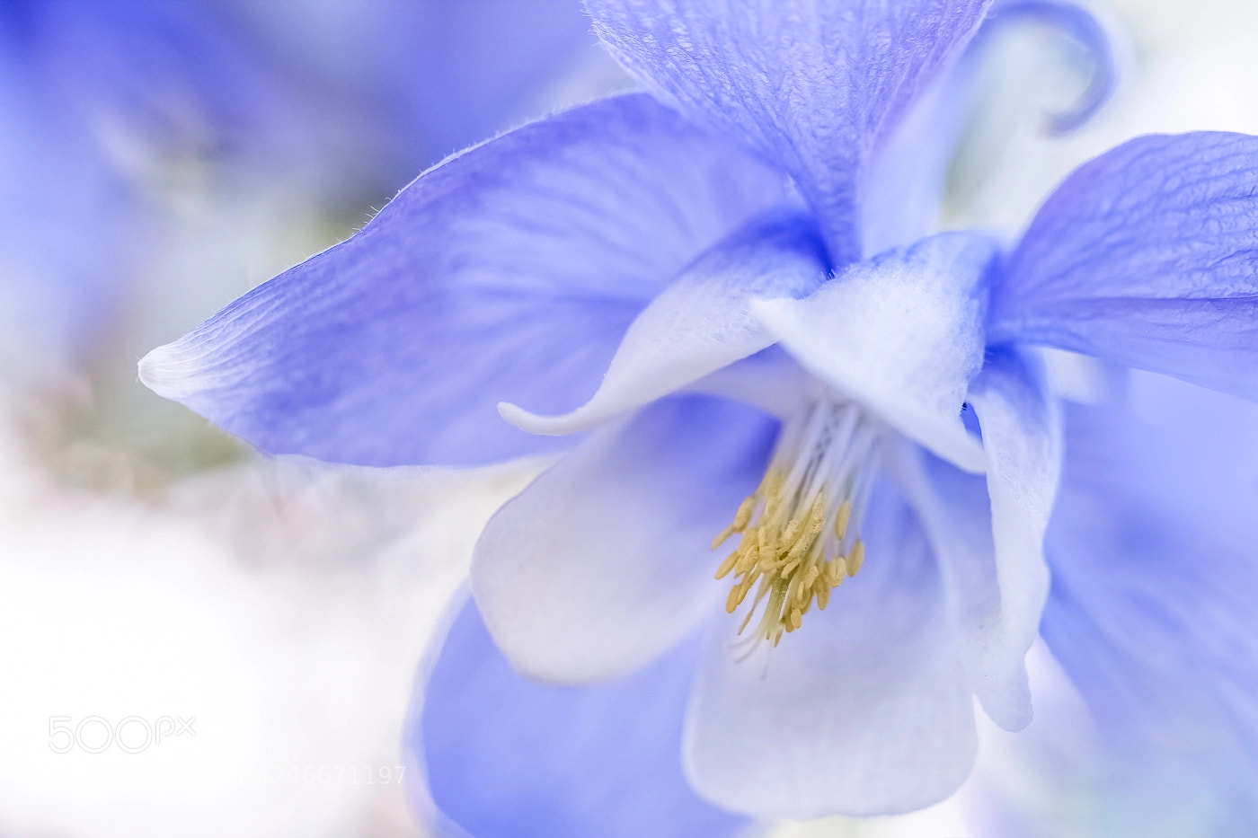Canon EOS 550D (EOS Rebel T2i / EOS Kiss X4) sample photo. Columbine photography