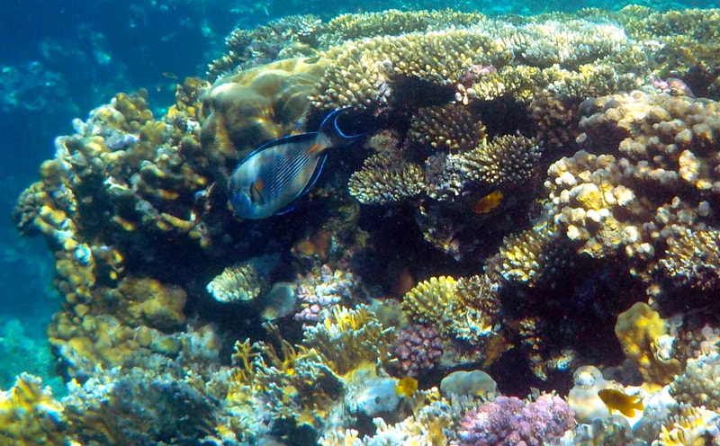 Nikon Coolpix S33 sample photo. Marvelleous scene discovered by snorkeling photography