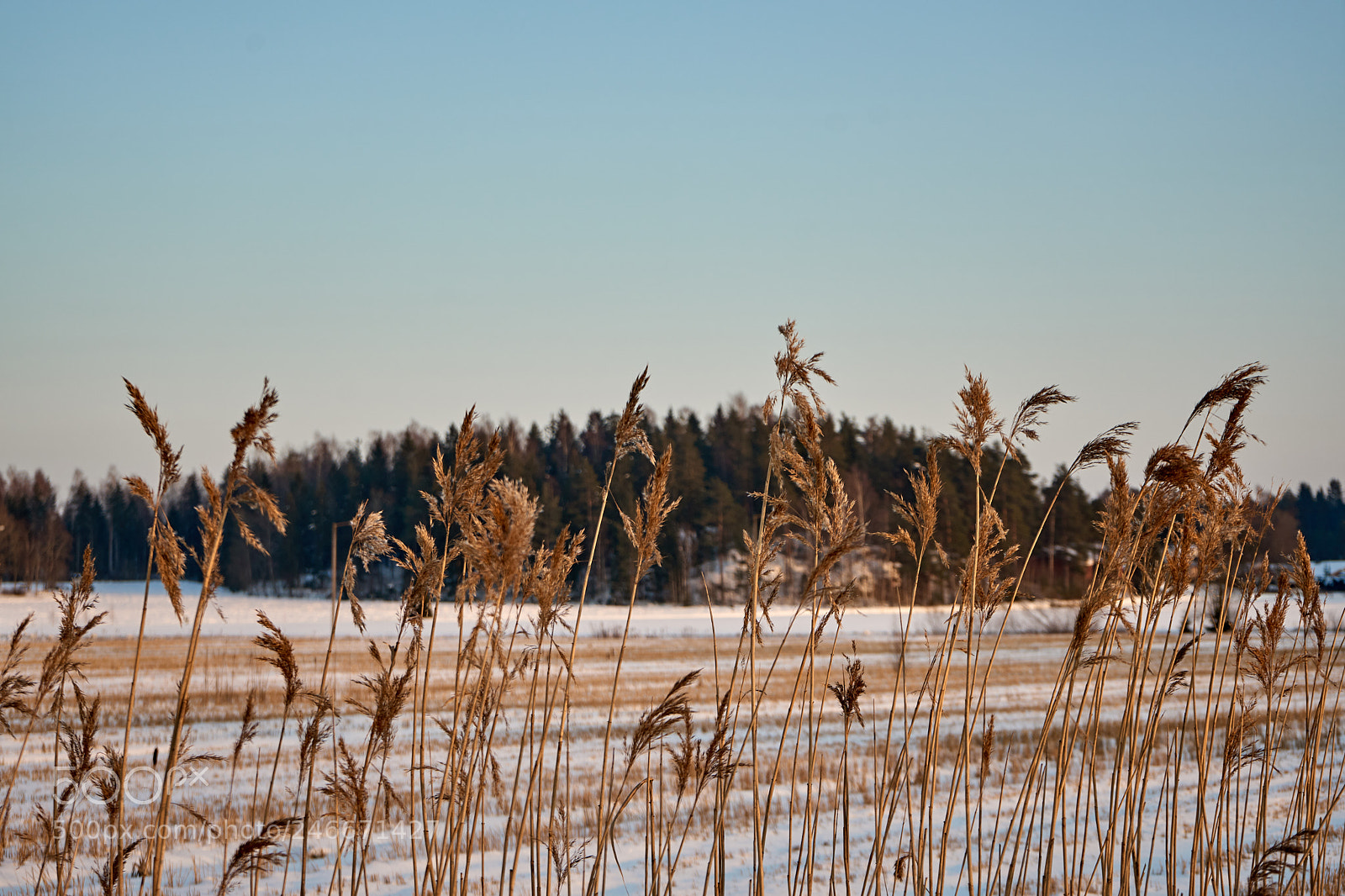 Sony a7 sample photo. White field. photography