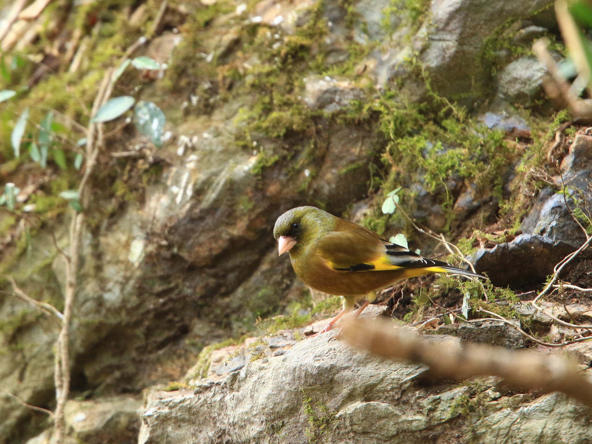 Canon EOS 7D Mark II + Canon EF 400mm F2.8L IS USM sample photo. Oriental greenfinch カワラヒワ photography