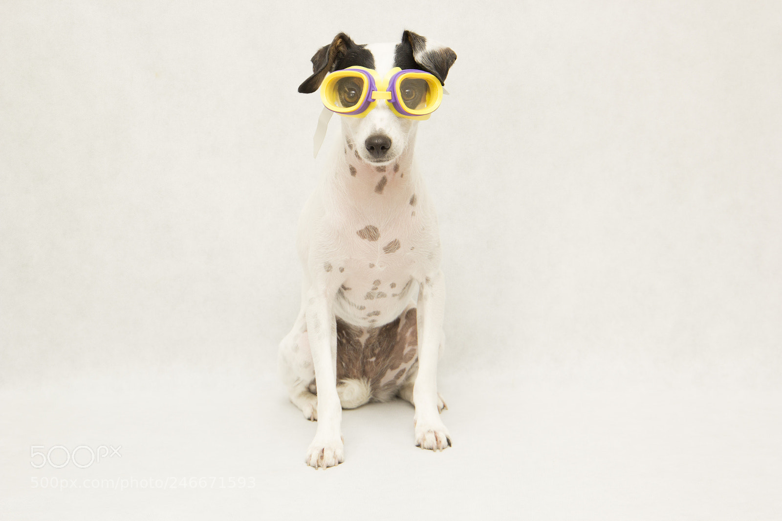 Canon EOS 60D sample photo. Dog swimmer photography