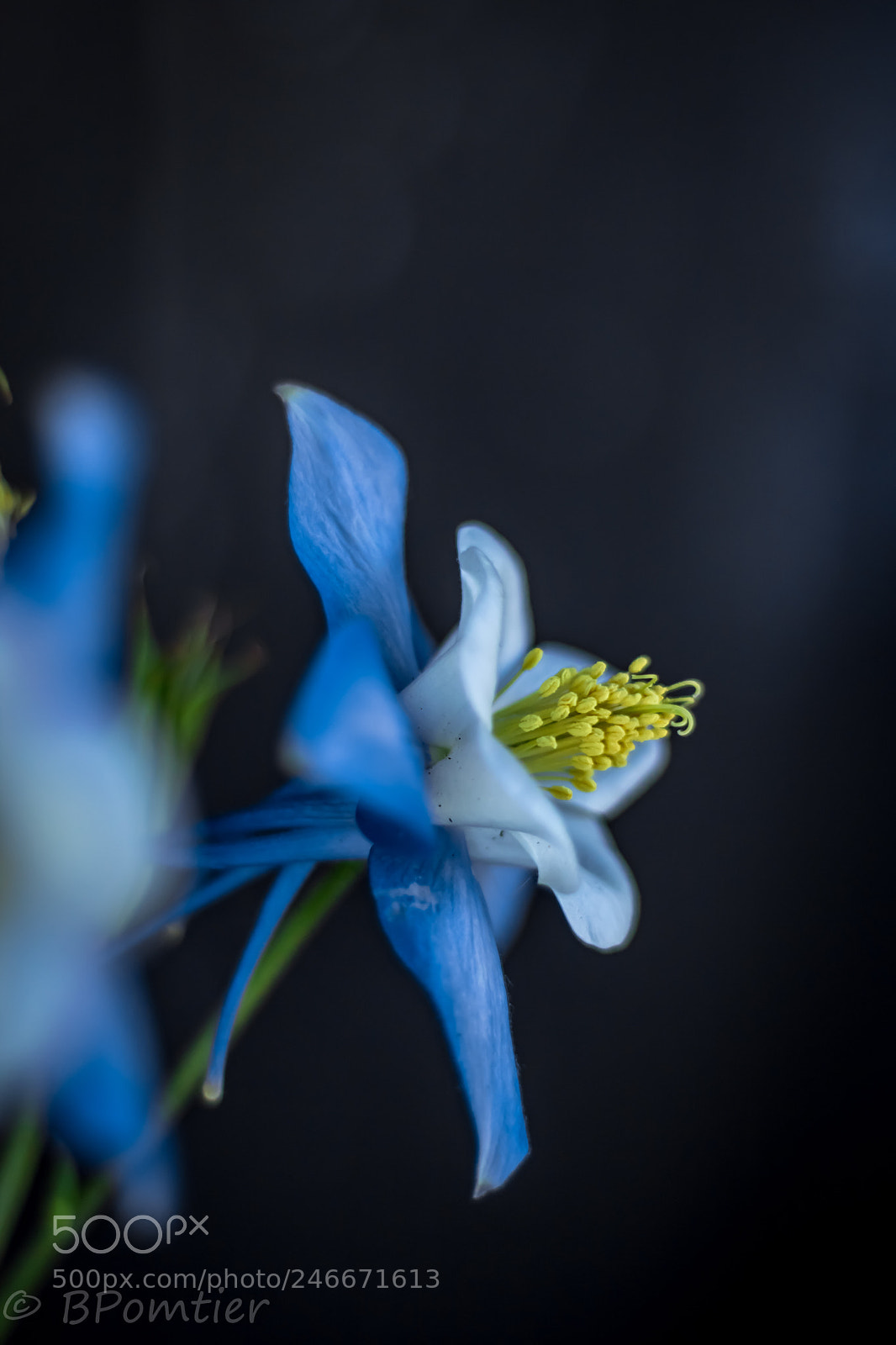 Canon EOS 750D (EOS Rebel T6i / EOS Kiss X8i) sample photo. Columbine photography