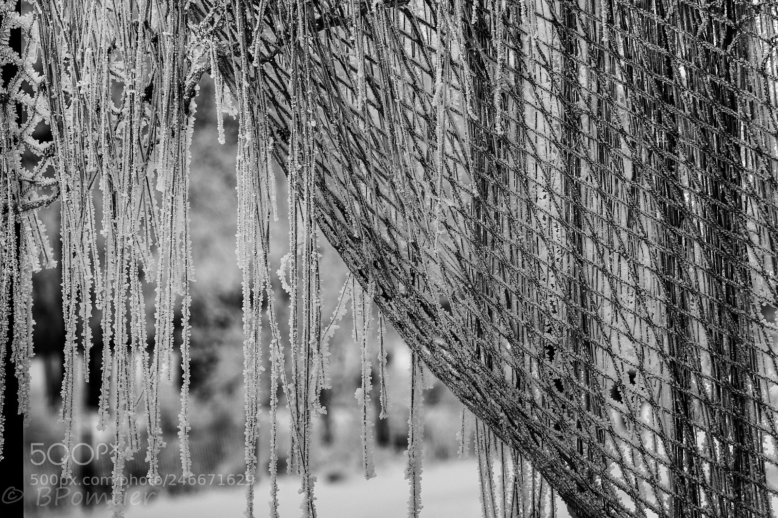 Canon EOS 6D Mark II sample photo. Winter net photography