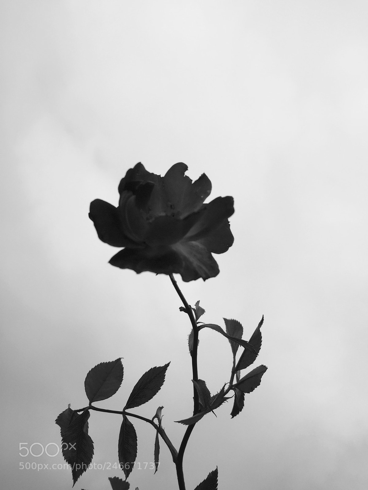 Apple iPhone 6 sample photo. Rose. photography