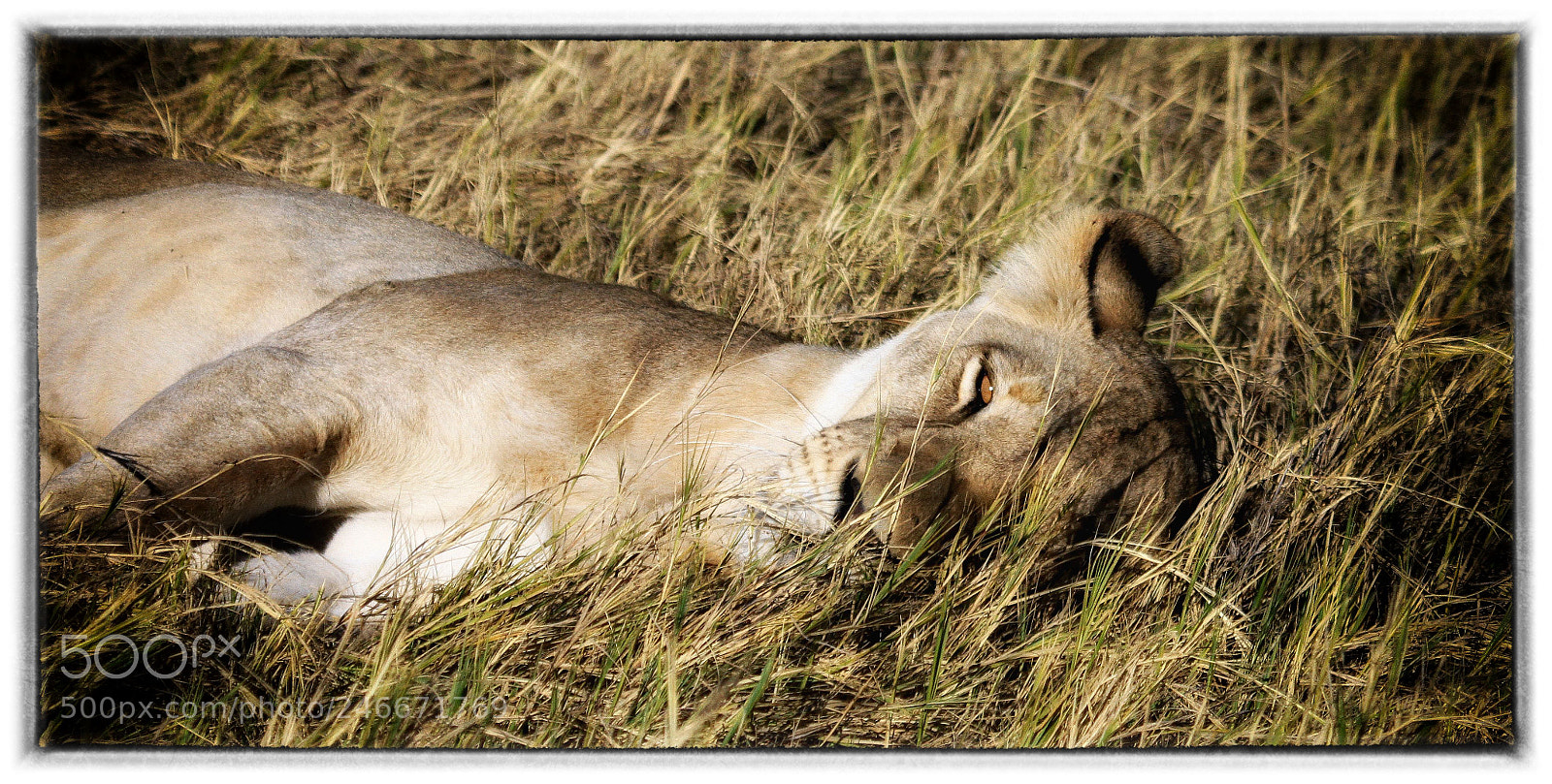 Canon EOS 7D sample photo. Laying among lions photography