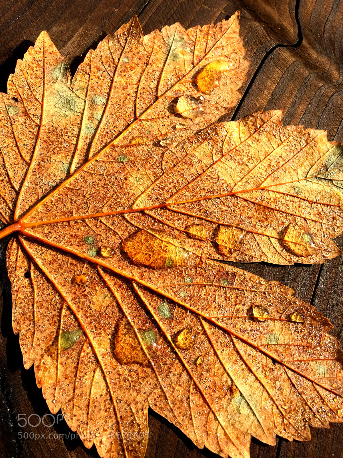 Apple iPhone 6 sample photo. Herbst freuden photography
