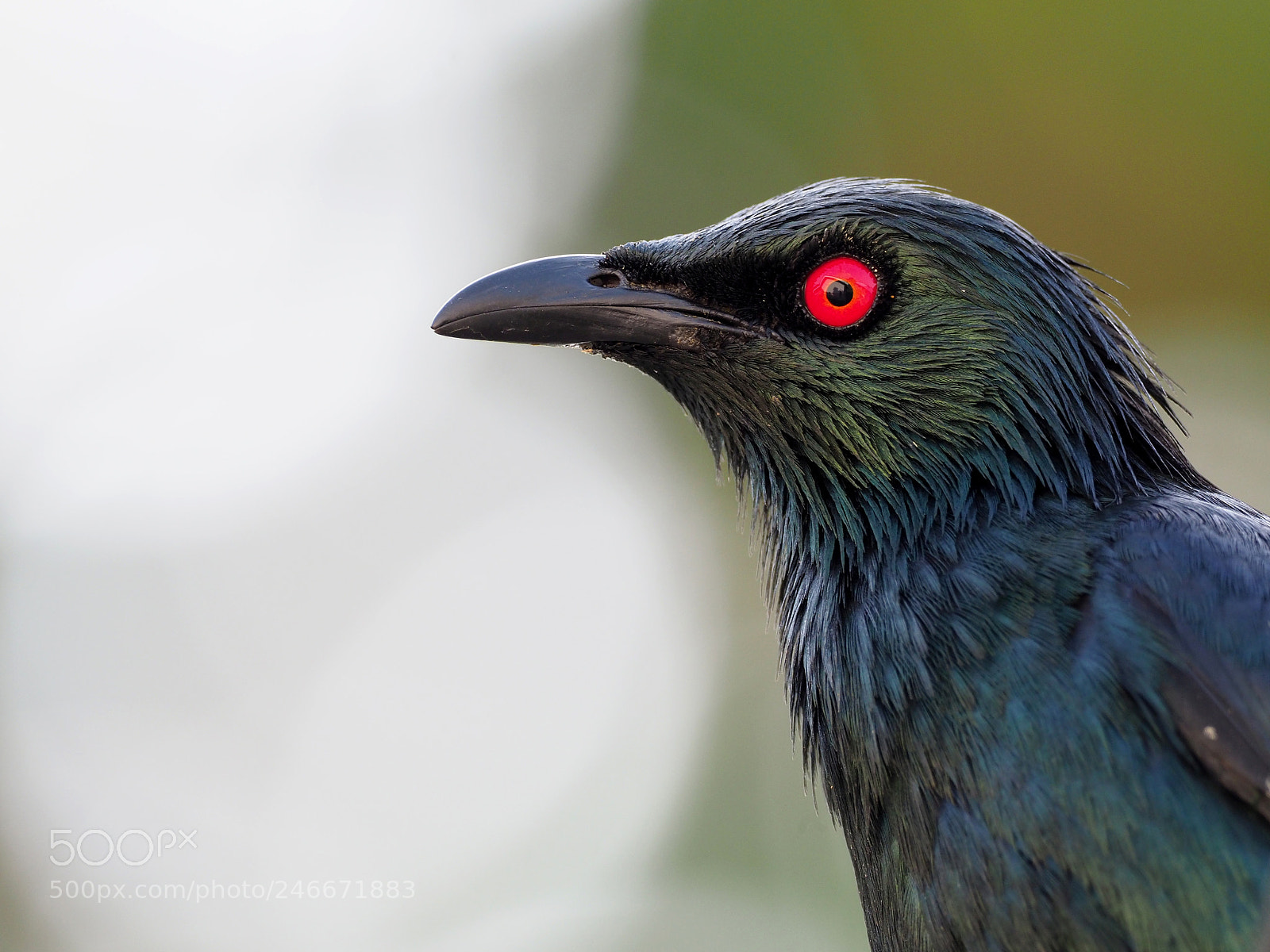 Olympus OM-D E-M1 Mark II sample photo. Asian glossy starling photography