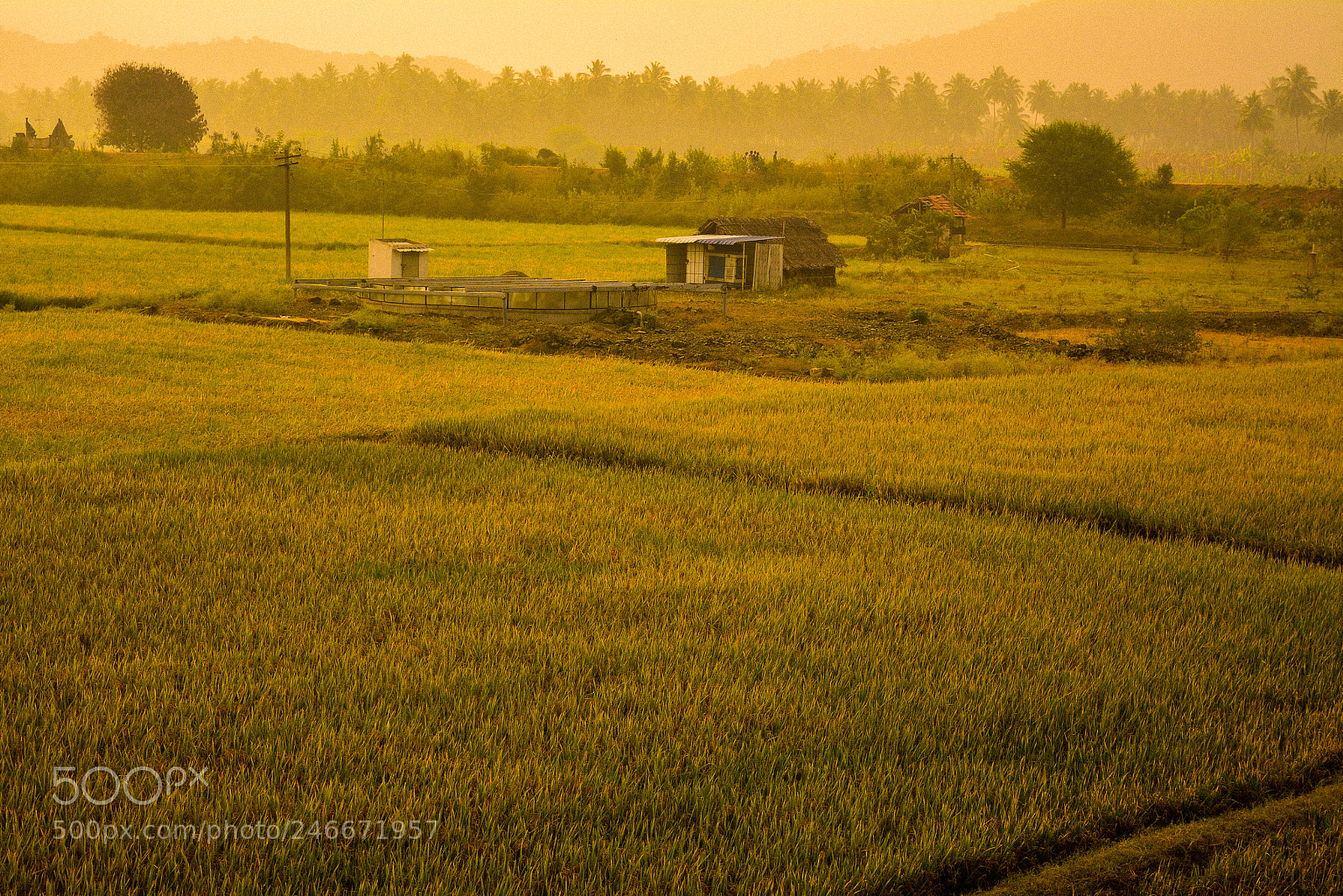 Nikon D5200 sample photo. A south indian morning photography