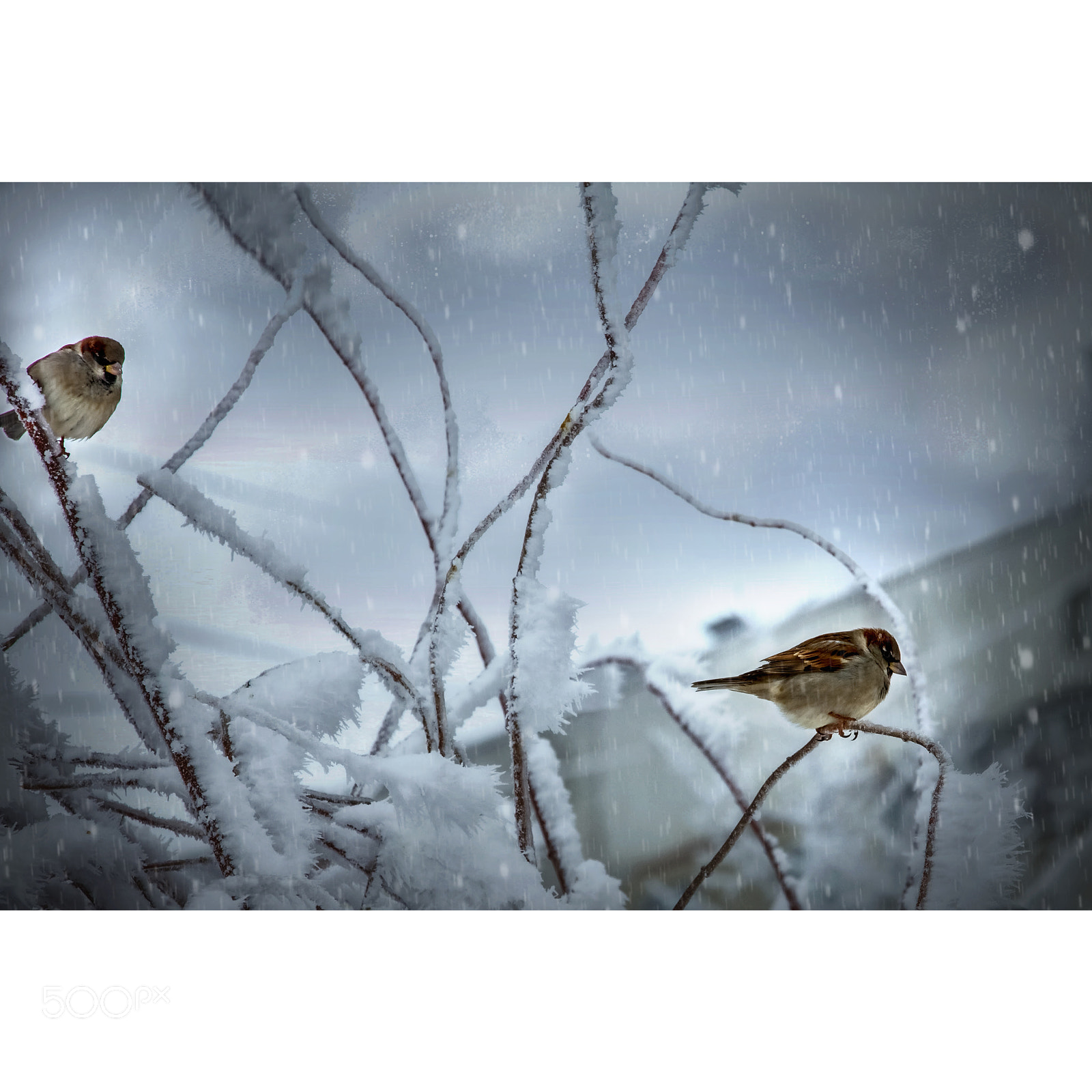 Canon EOS 7D sample photo. Birds in the winter photography