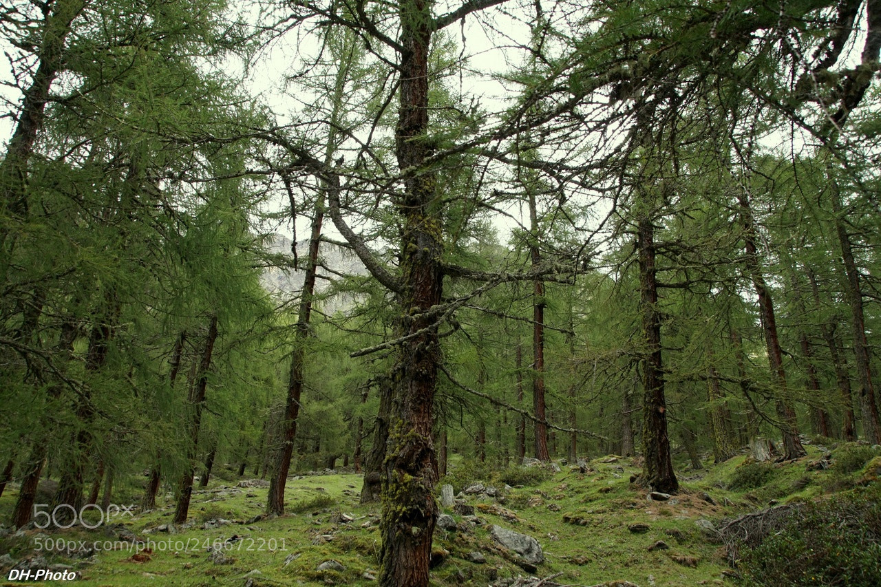 Sony ILCA-77M2 sample photo. Old mystic larch forest photography
