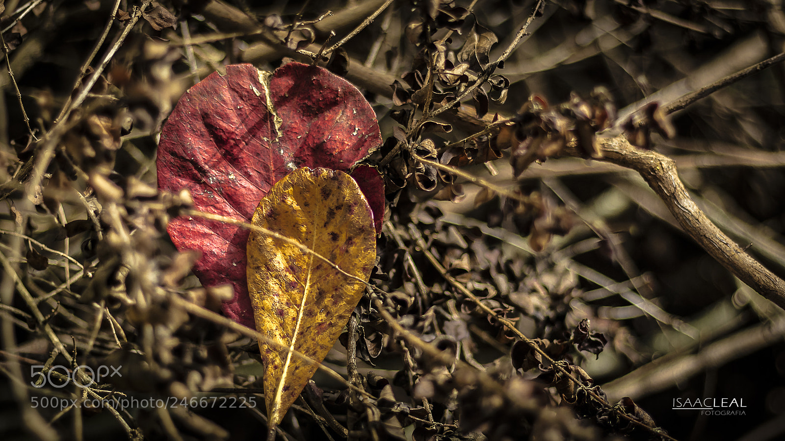 Canon EOS M3 sample photo. Complementares photography
