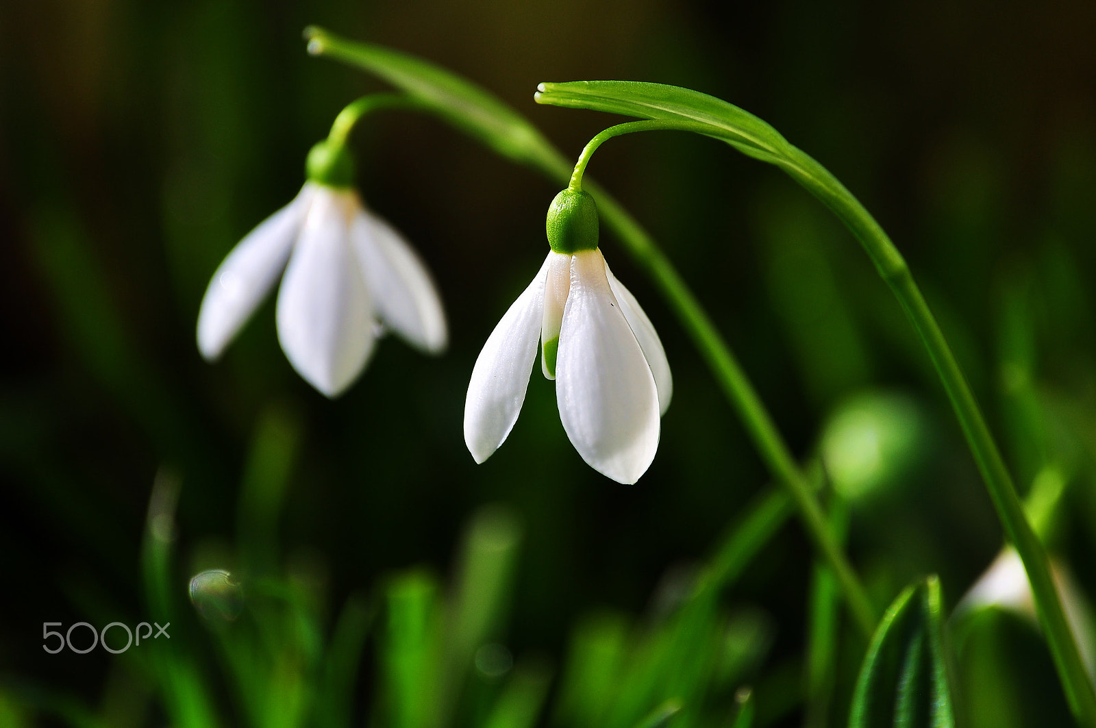 Nikon D90 sample photo. Snowdrop photography