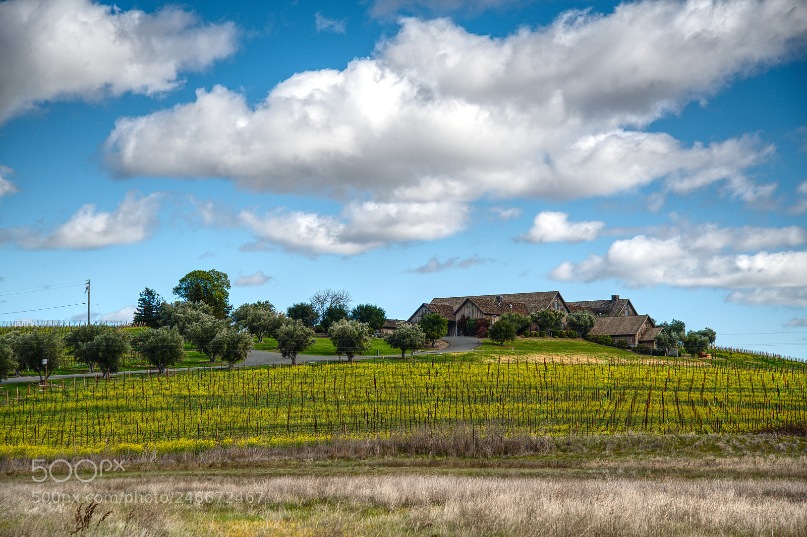 Nikon D850 sample photo. Rams gate winery photography