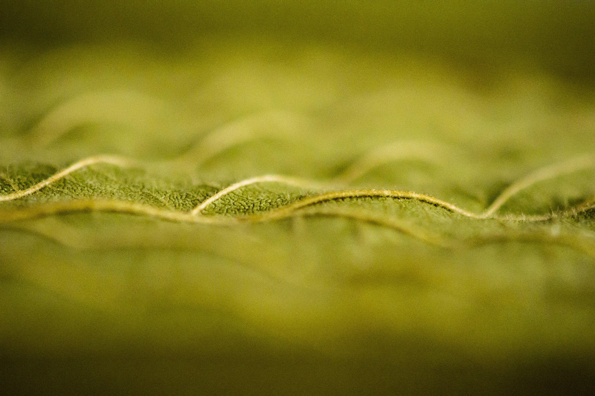 Nikon 1 J3 sample photo. Leaf 19.2.2018 photography