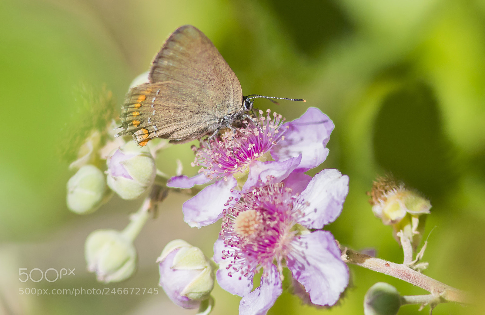 Canon EOS 7D Mark II sample photo. Pink photography