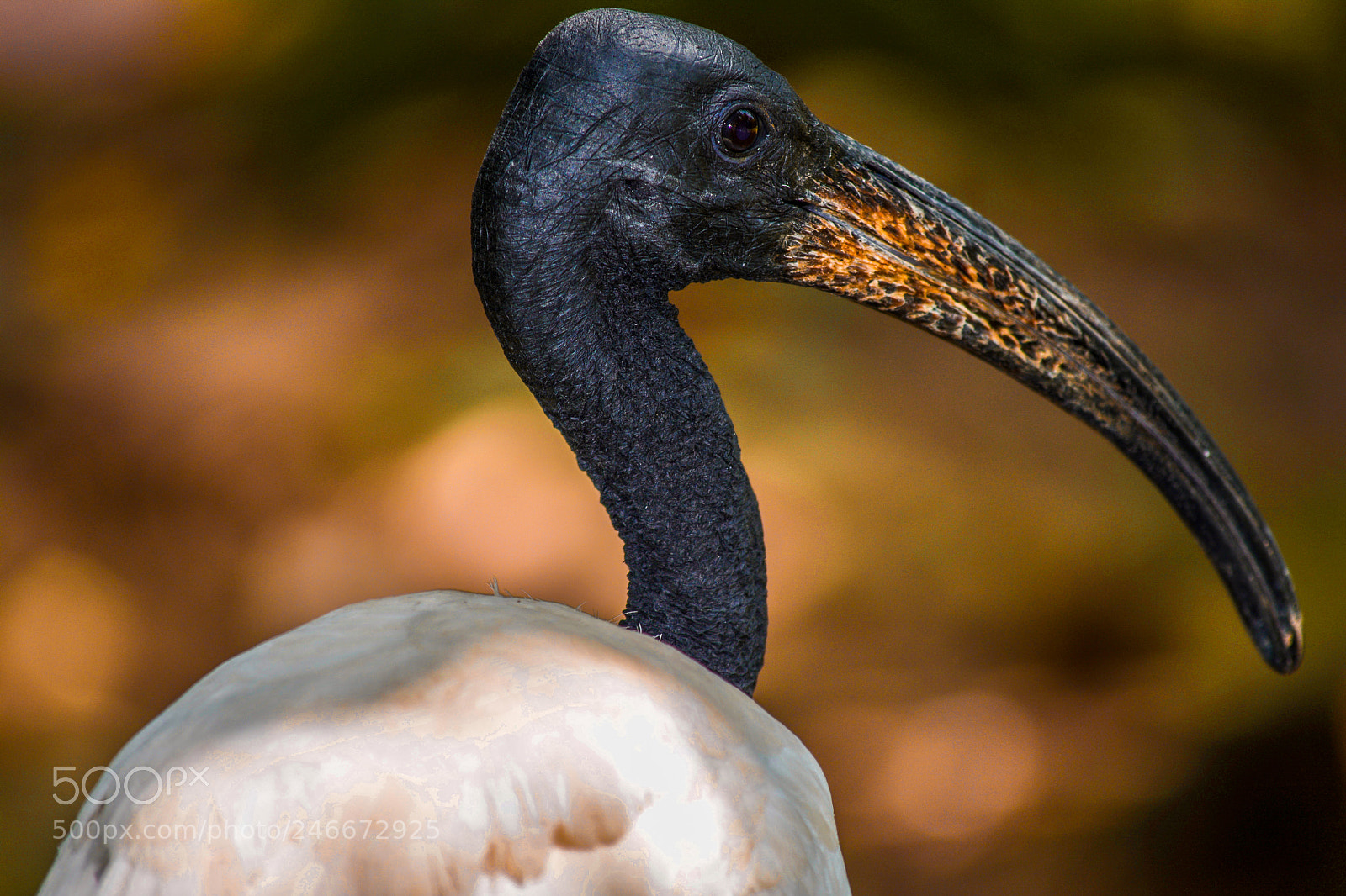 Nikon D5200 sample photo. A black necked stork photography