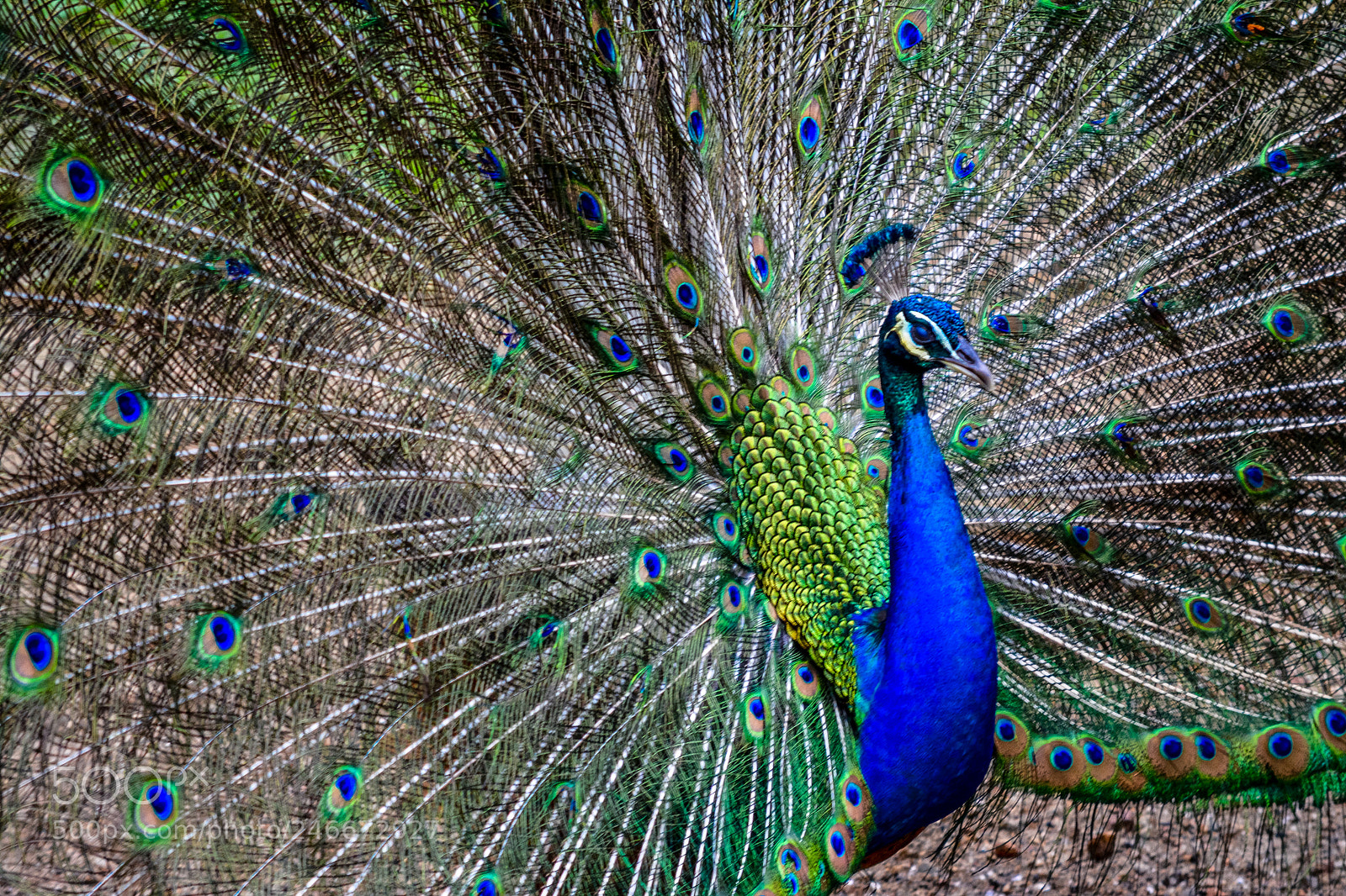Nikon D5200 sample photo. A peacock in full photography