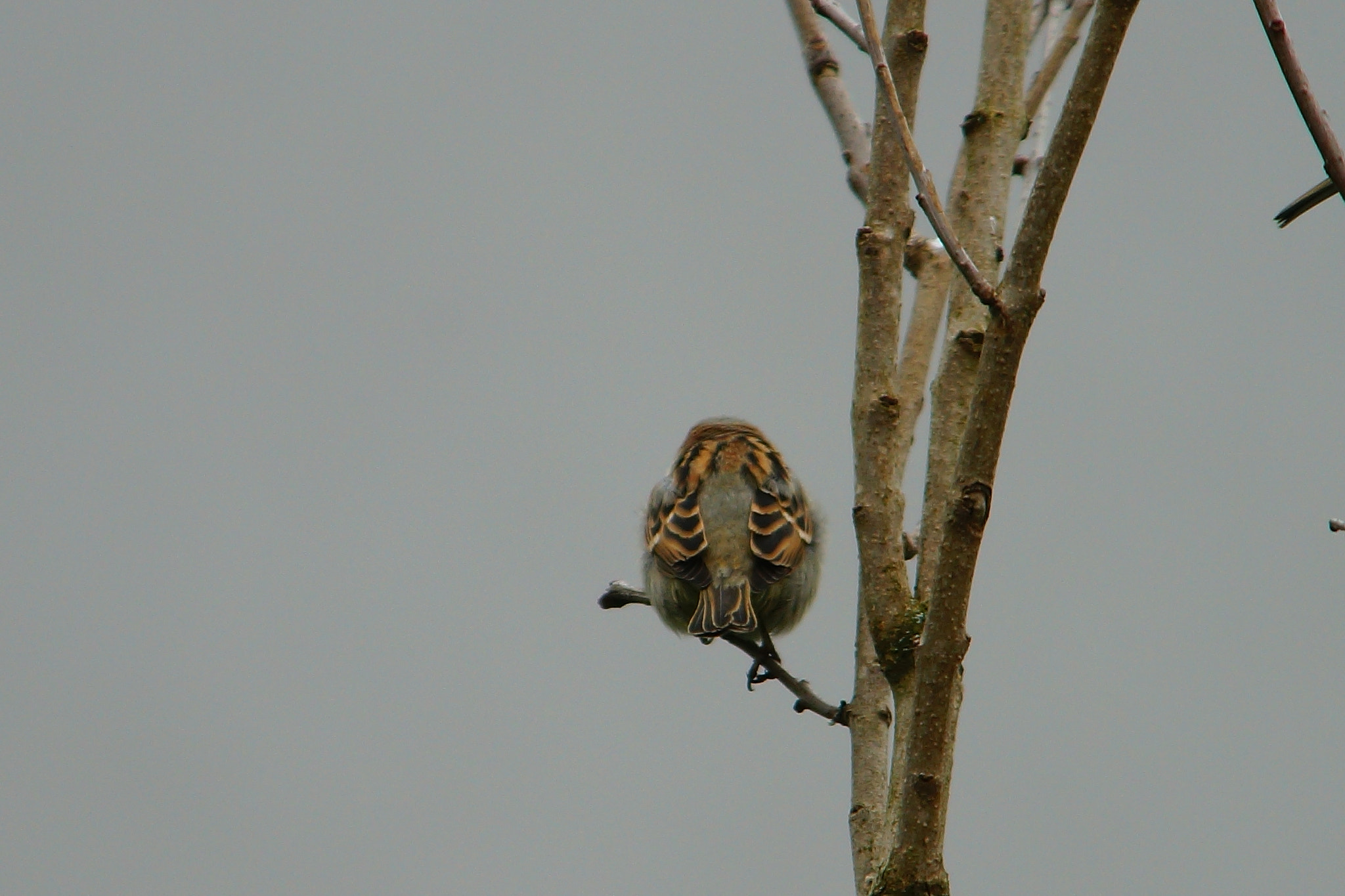 Minolta/Sony AF 70-200mm F2.8 G sample photo. Der spatz. photography