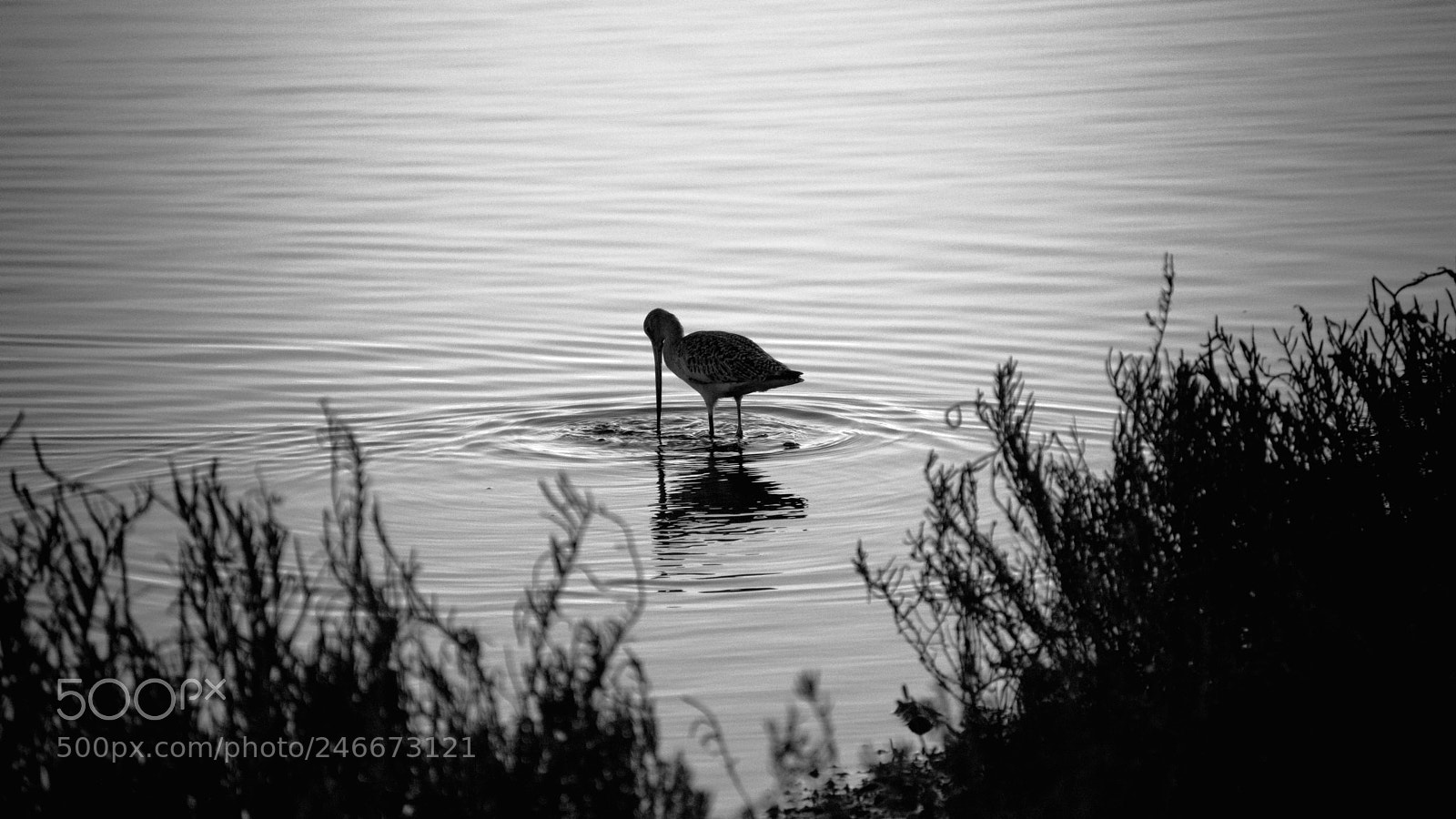 Nikon D3200 sample photo. Lonesome strider photography