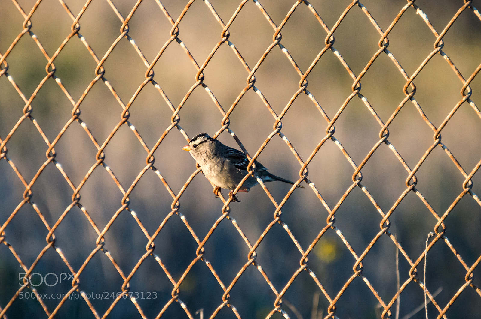 Nikon D3200 sample photo. Perched bird photography