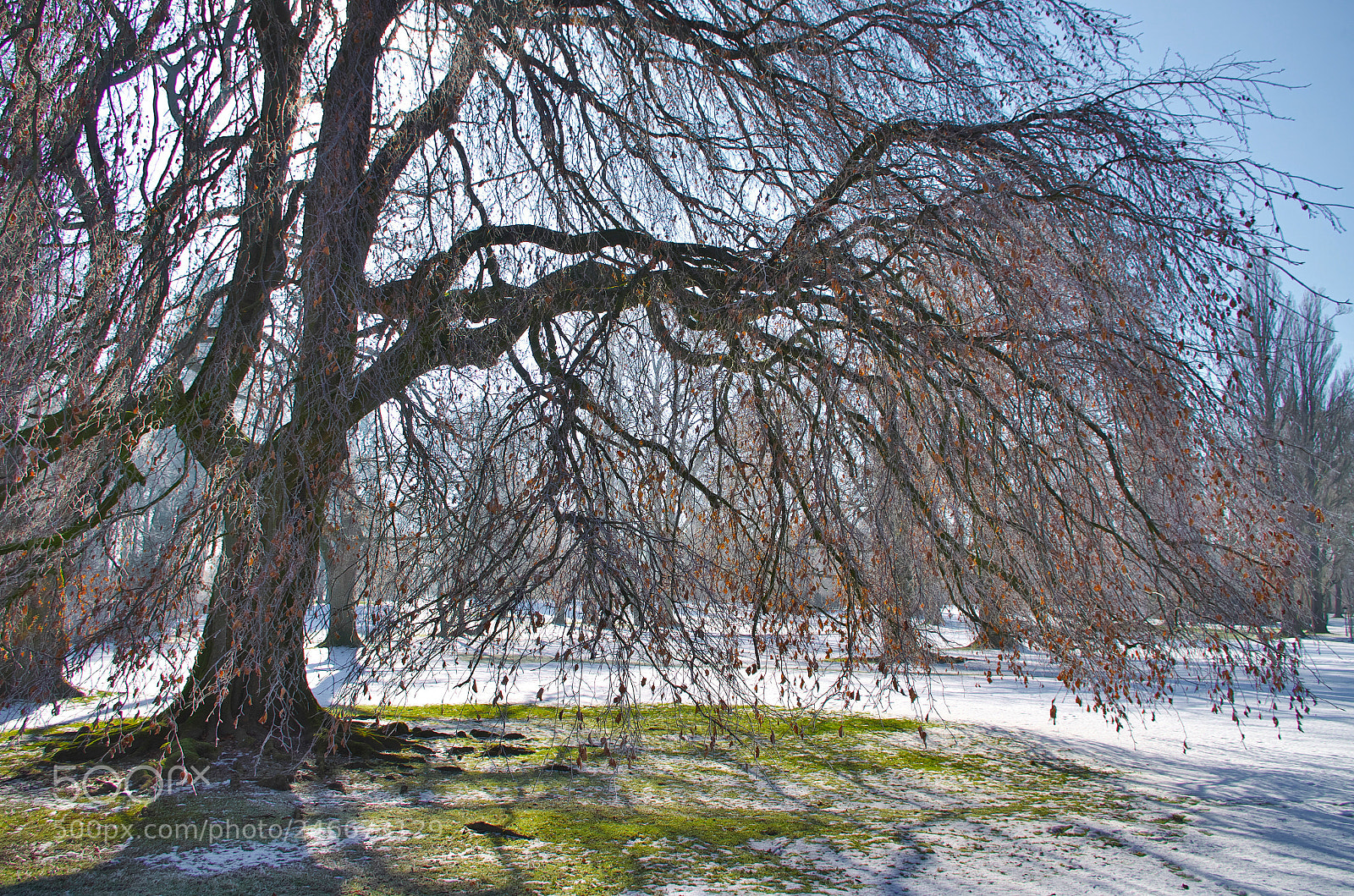 Pentax K-30 sample photo. Tree in the back photography