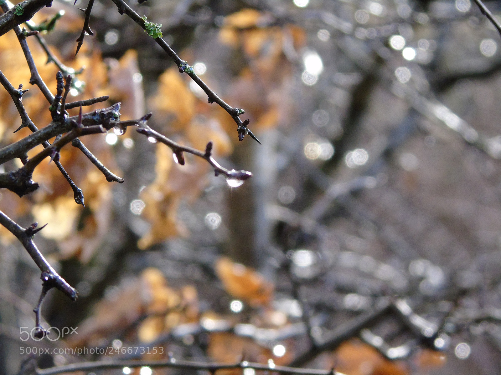 Sony Cyber-shot DSC-H400 sample photo. Water droplets in the photography