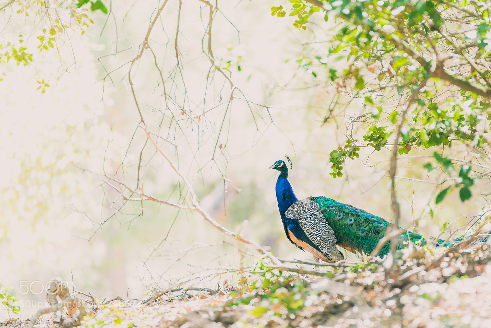 Nikon D800 sample photo. Peacock photography