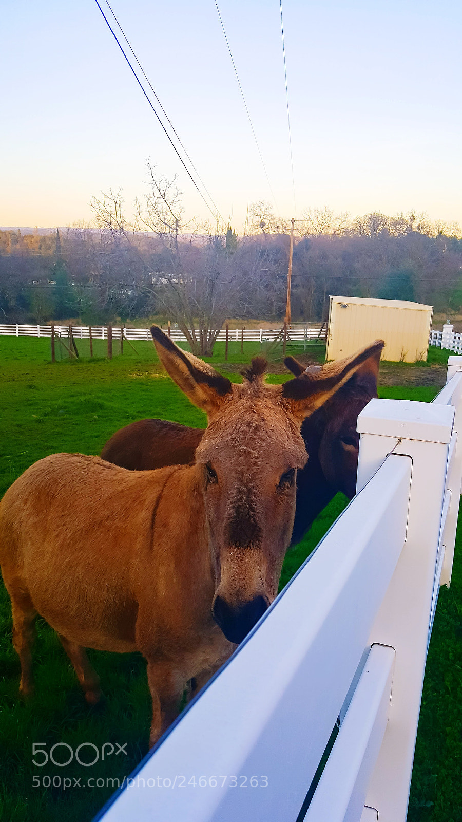 Samsung Galaxy Note5 sample photo. Two visitors photography