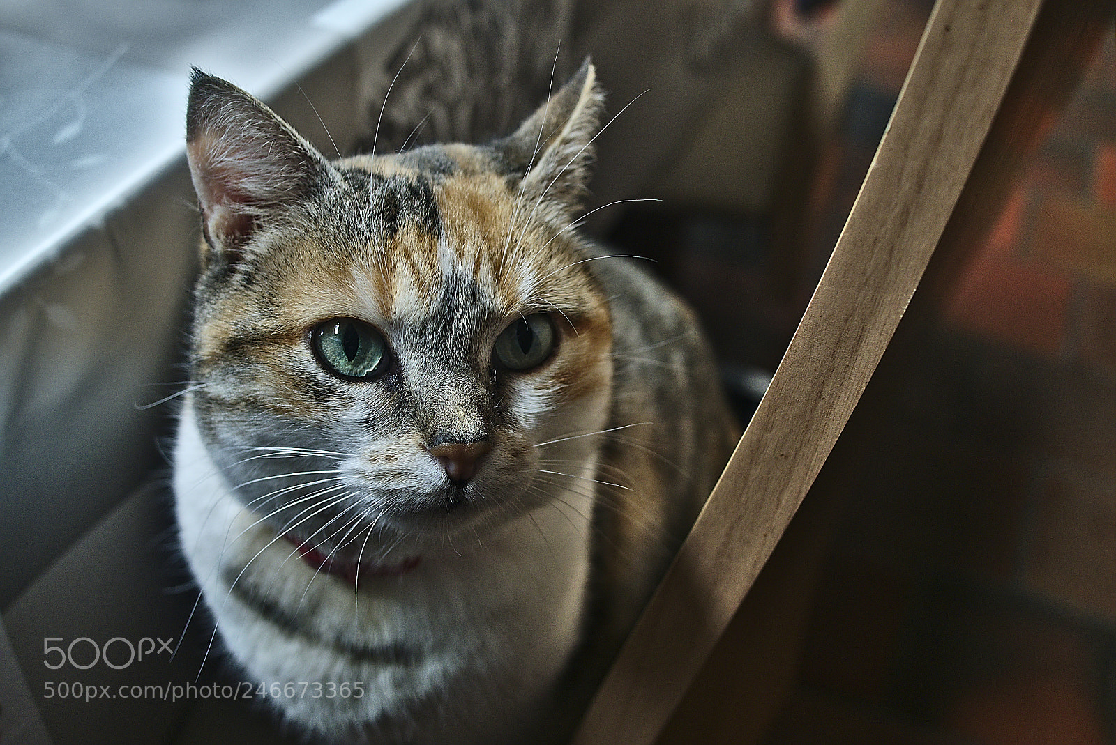 Panasonic Lumix DMC-GM1 sample photo. 2018 02 16 gribouille photography
