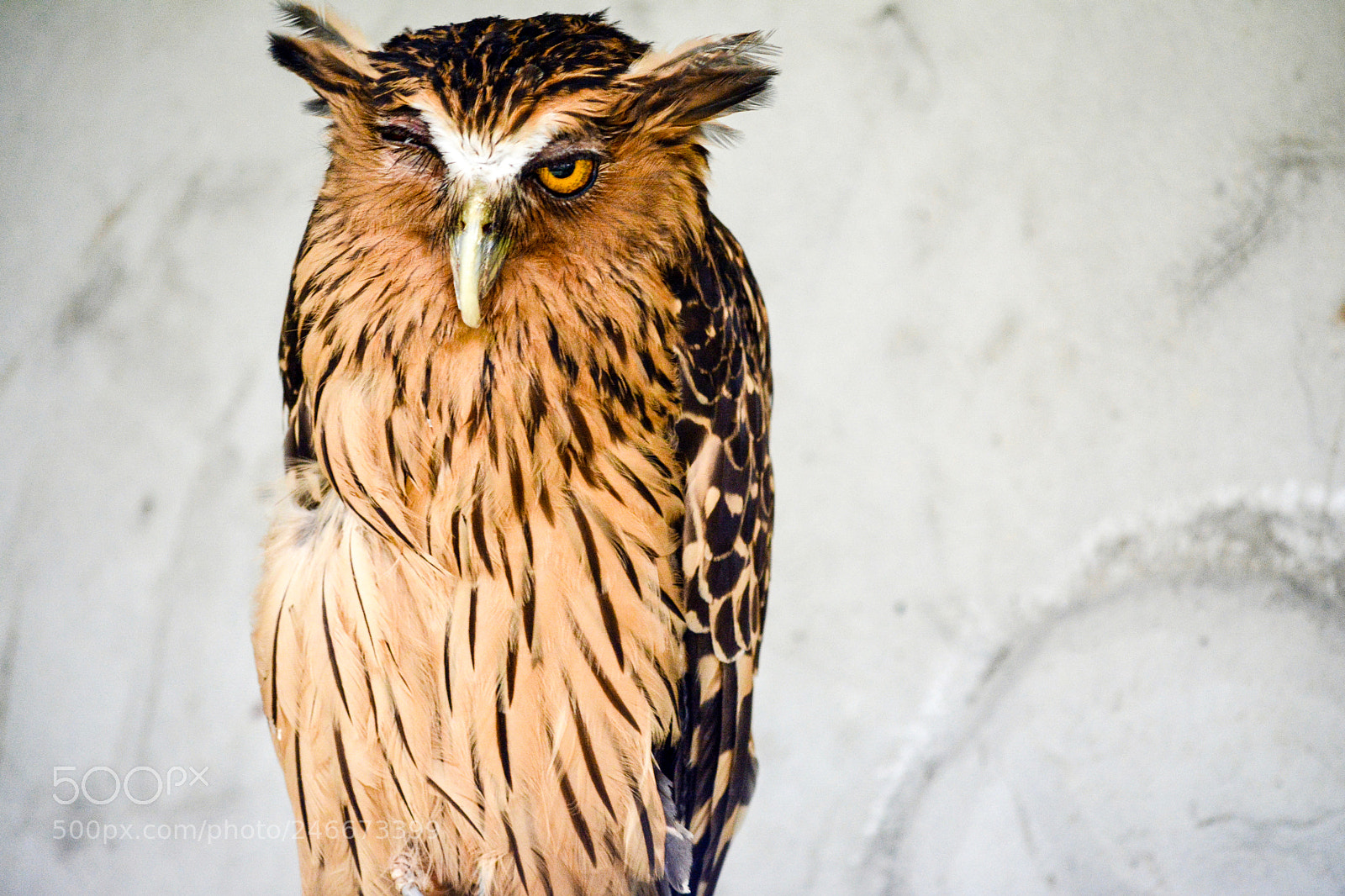 Nikon D5200 sample photo. Winking owl photography