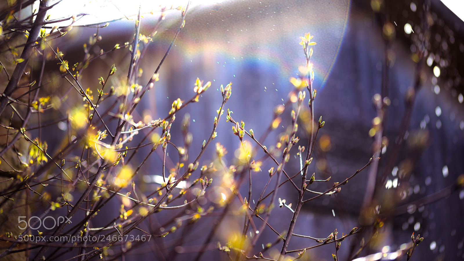 Sony a7 II sample photo. Birth x photography