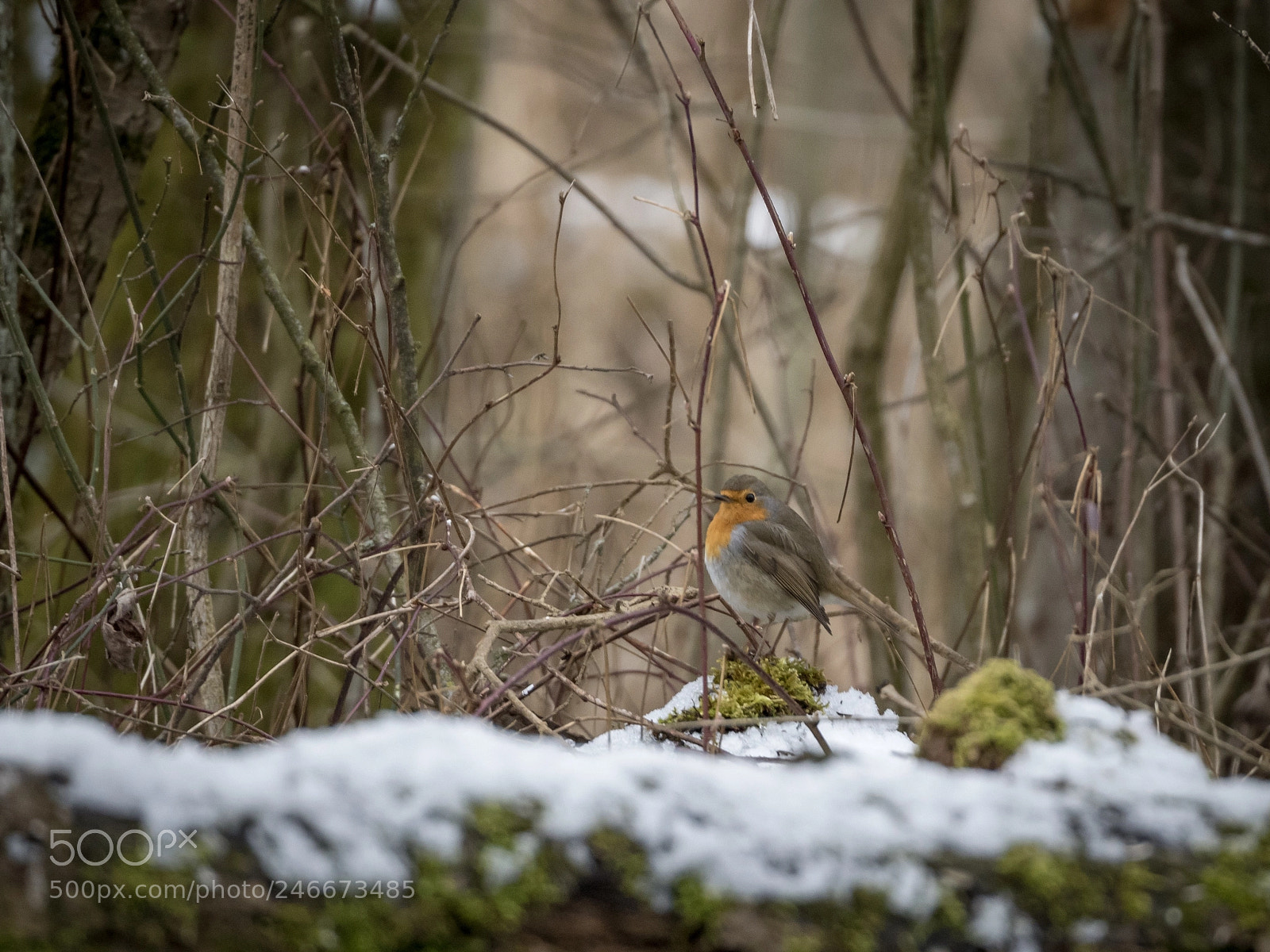 Olympus OM-D E-M5 II sample photo. Rotkehlchen photography