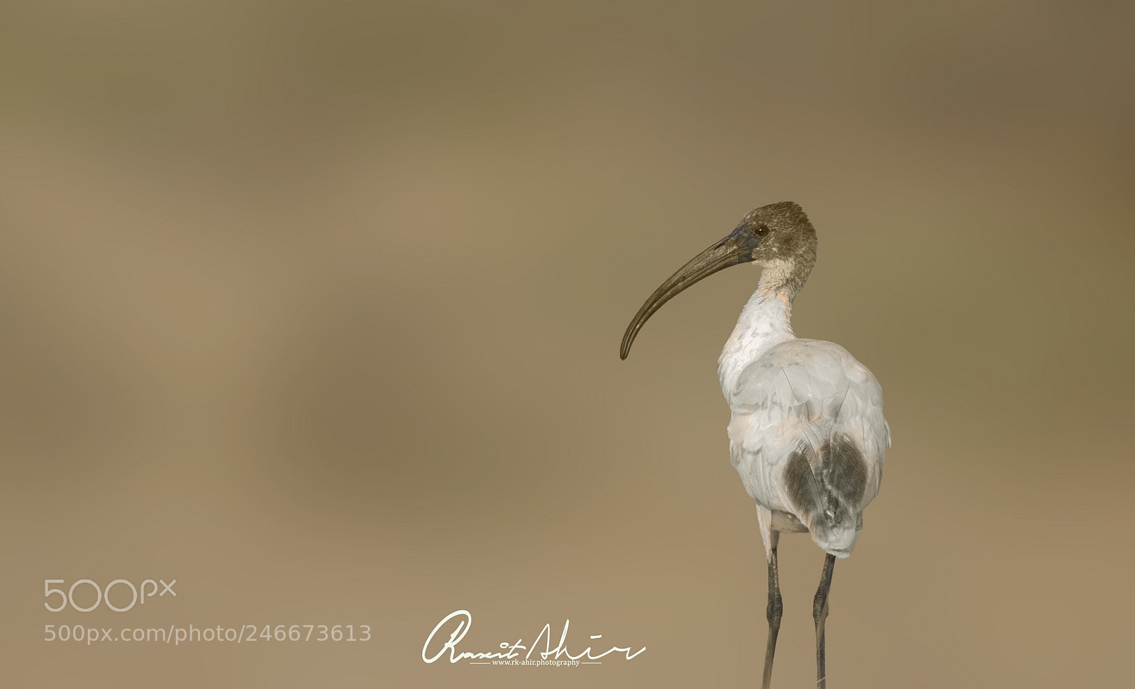 Nikon D500 sample photo. Ibis photography