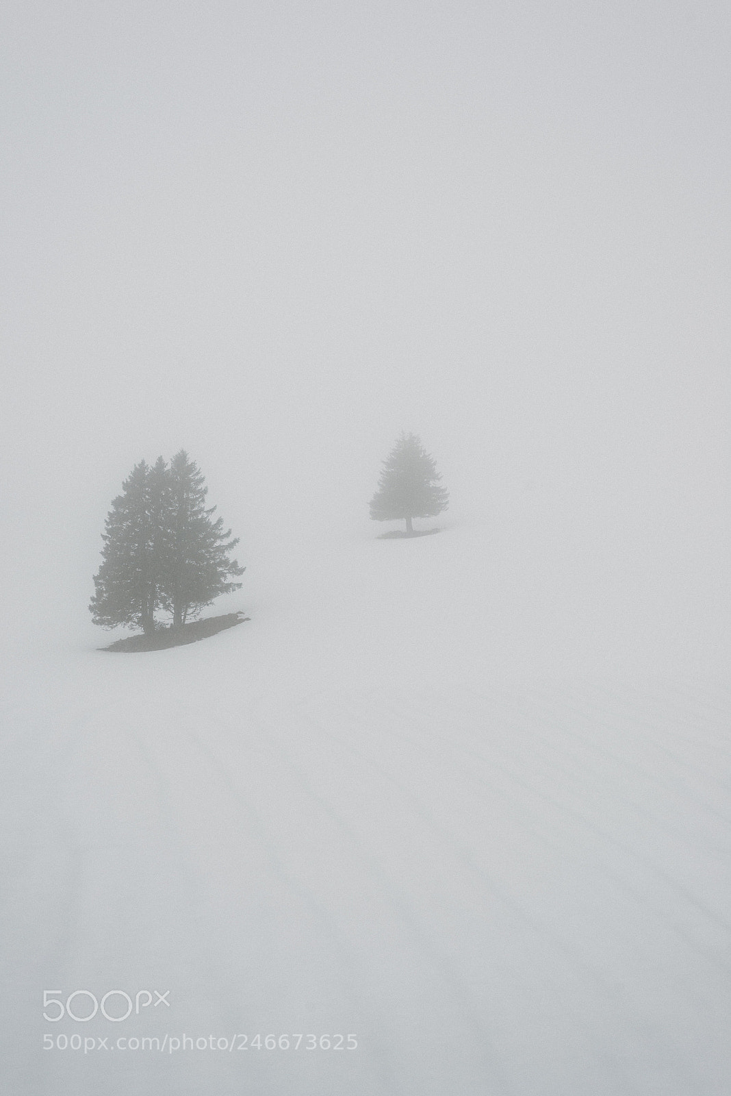 Nikon D600 sample photo. Lonely trees ii photography