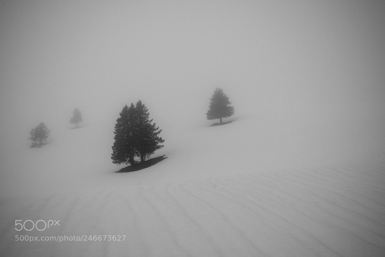 Nikon D600 sample photo. Lonely trees i photography