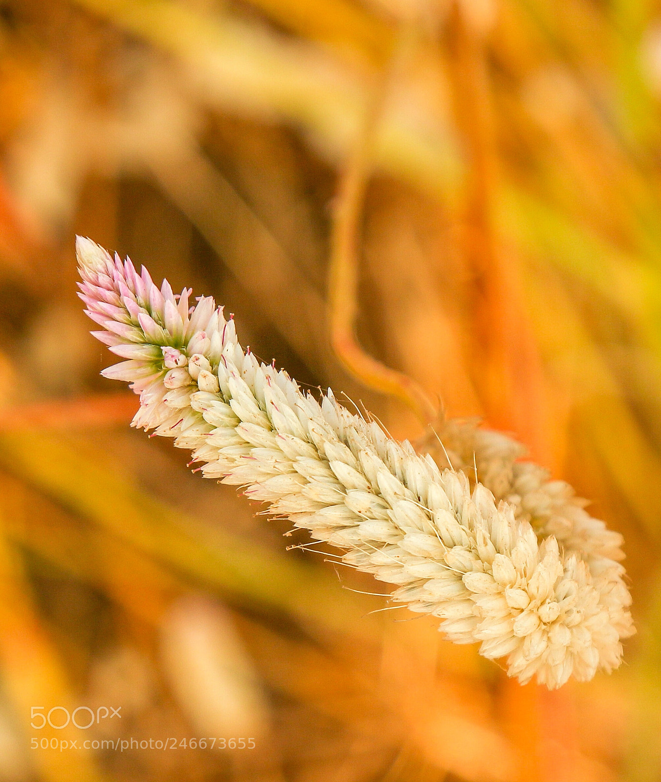 Canon EOS 700D (EOS Rebel T5i / EOS Kiss X7i) sample photo. Flower photography